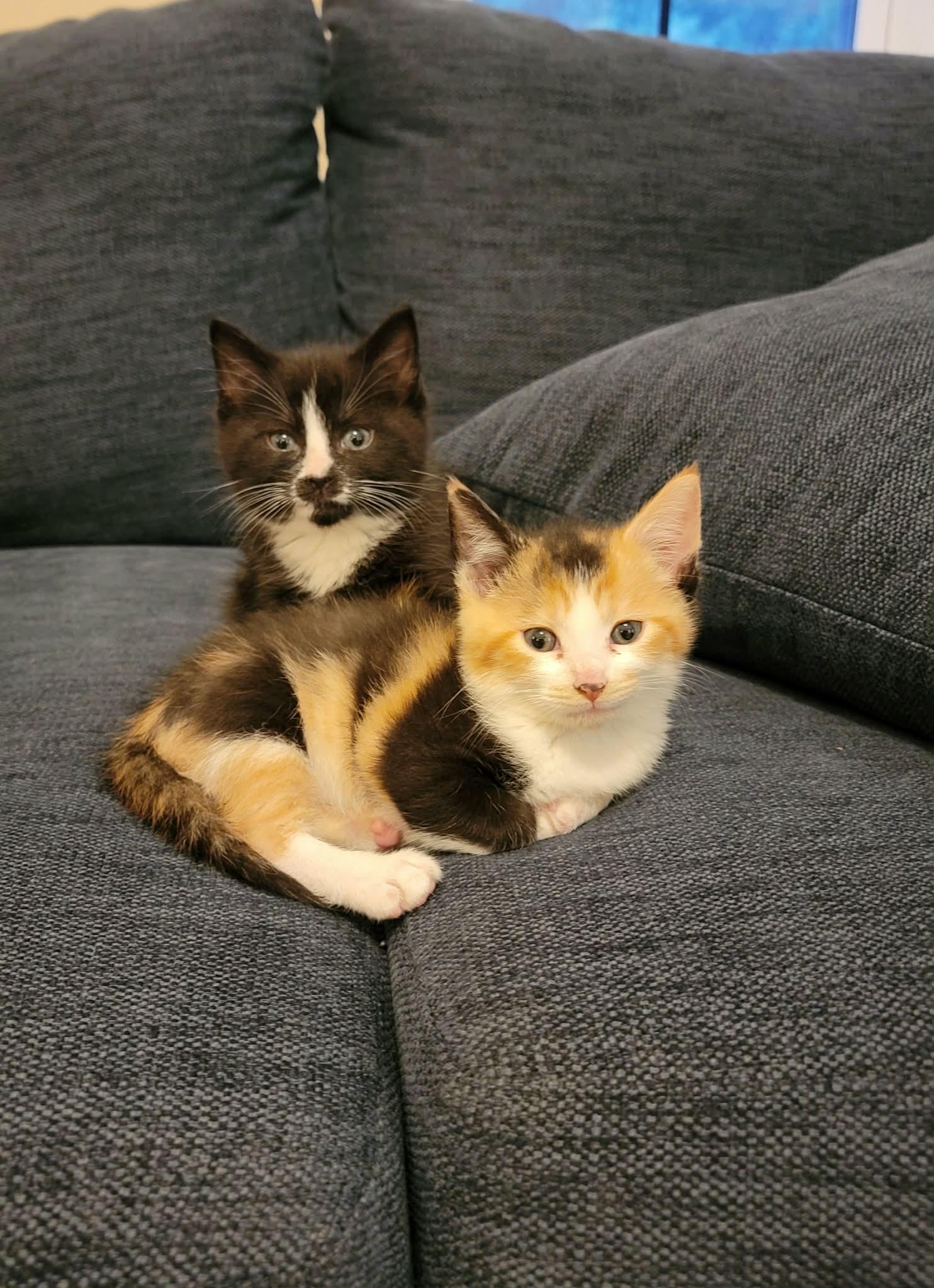 Enlarge Samson & Delilah , a ADOPTABLE Domestic Short Hair in Alabaster, AL image 5/5