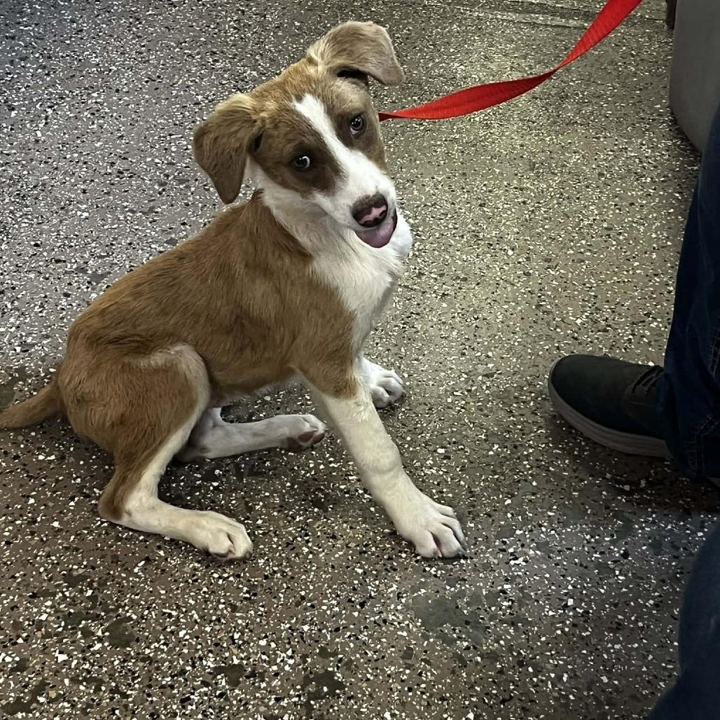 Crazy Joe, Adoptable, Puppy Male Australian Shepherd.