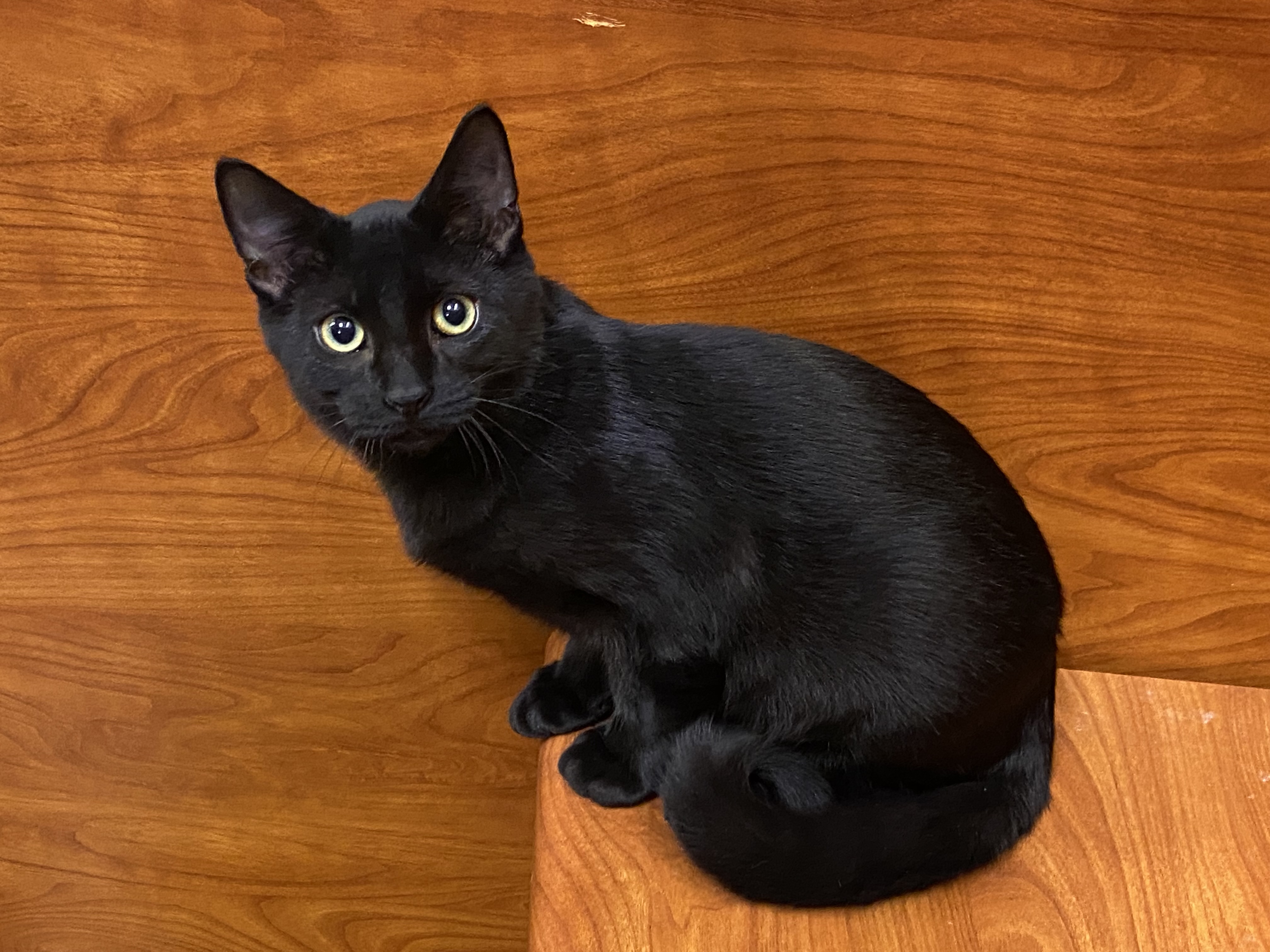 Freeway, a Adoptable Domestic Short Hair in Beaumont, TX image 1/3