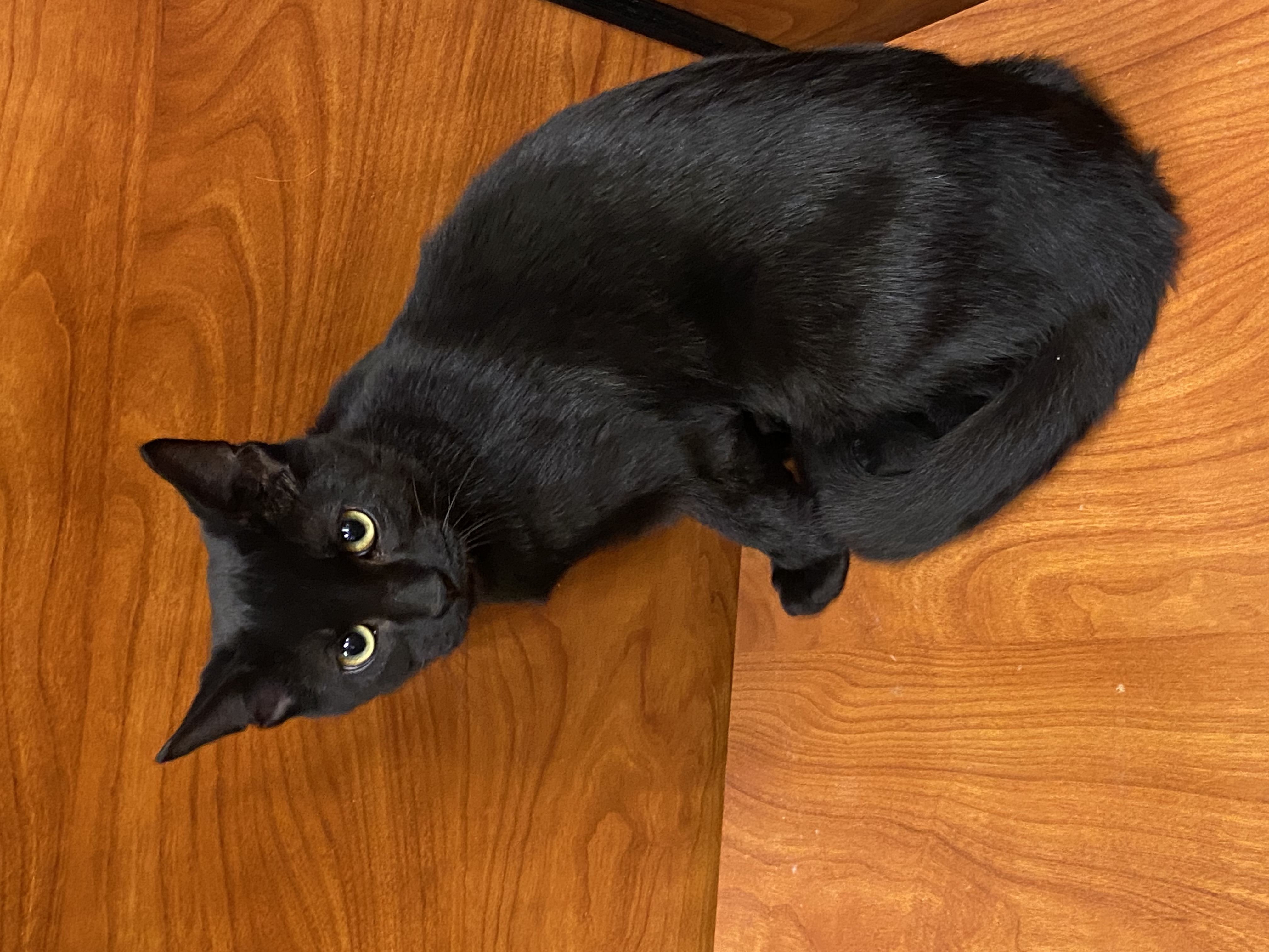 Freeway, a Adoptable Domestic Short Hair in Beaumont, TX image 2/3