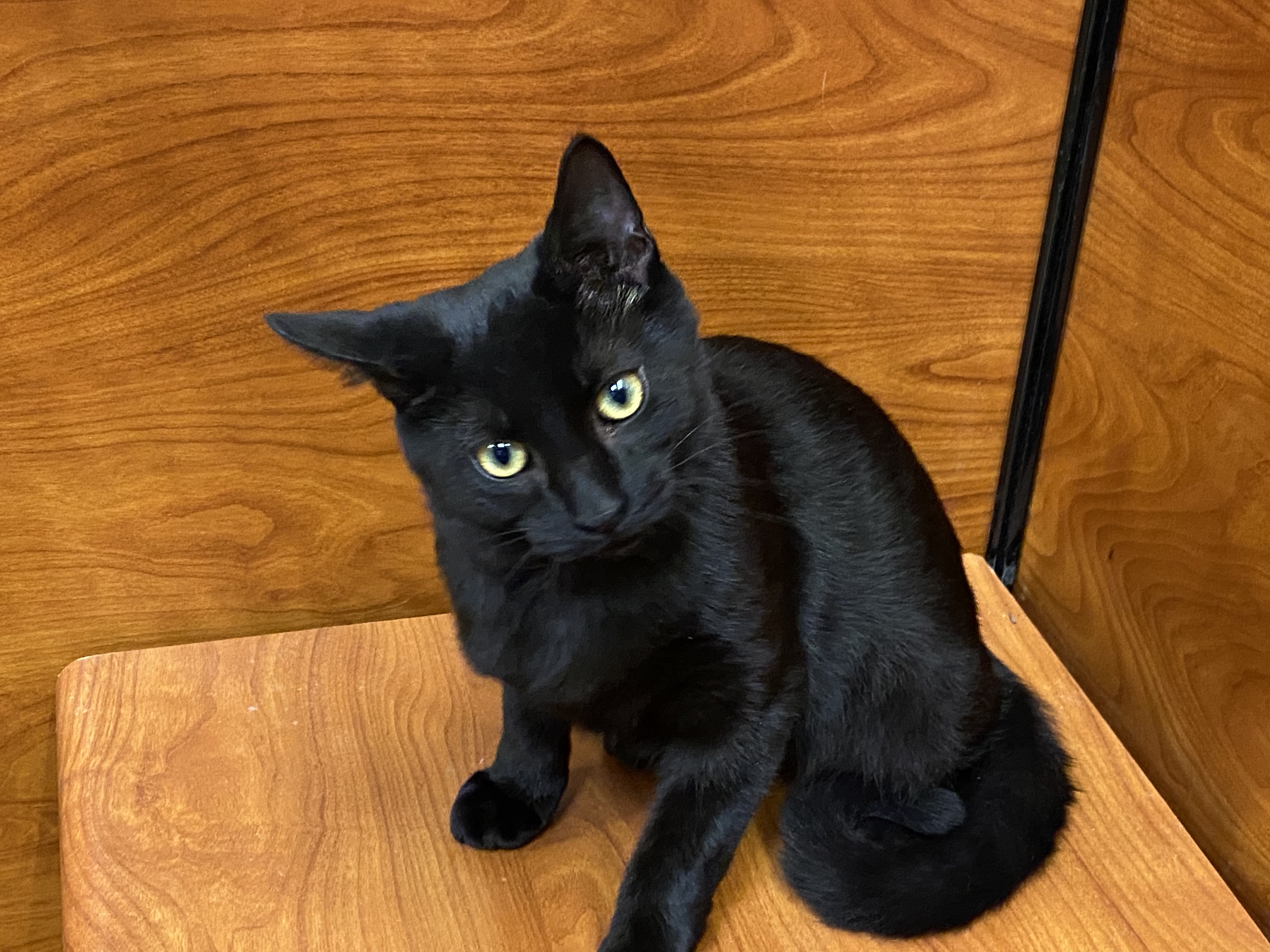 Freeway, a Adoptable Domestic Short Hair in Beaumont, TX image 3/3