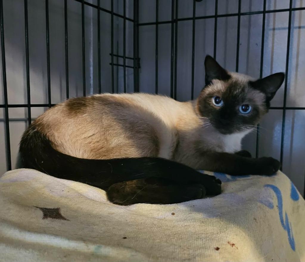 Enlarge Lalisa, a Adoptable mixed breed in Shell Lake, WI image 2/3