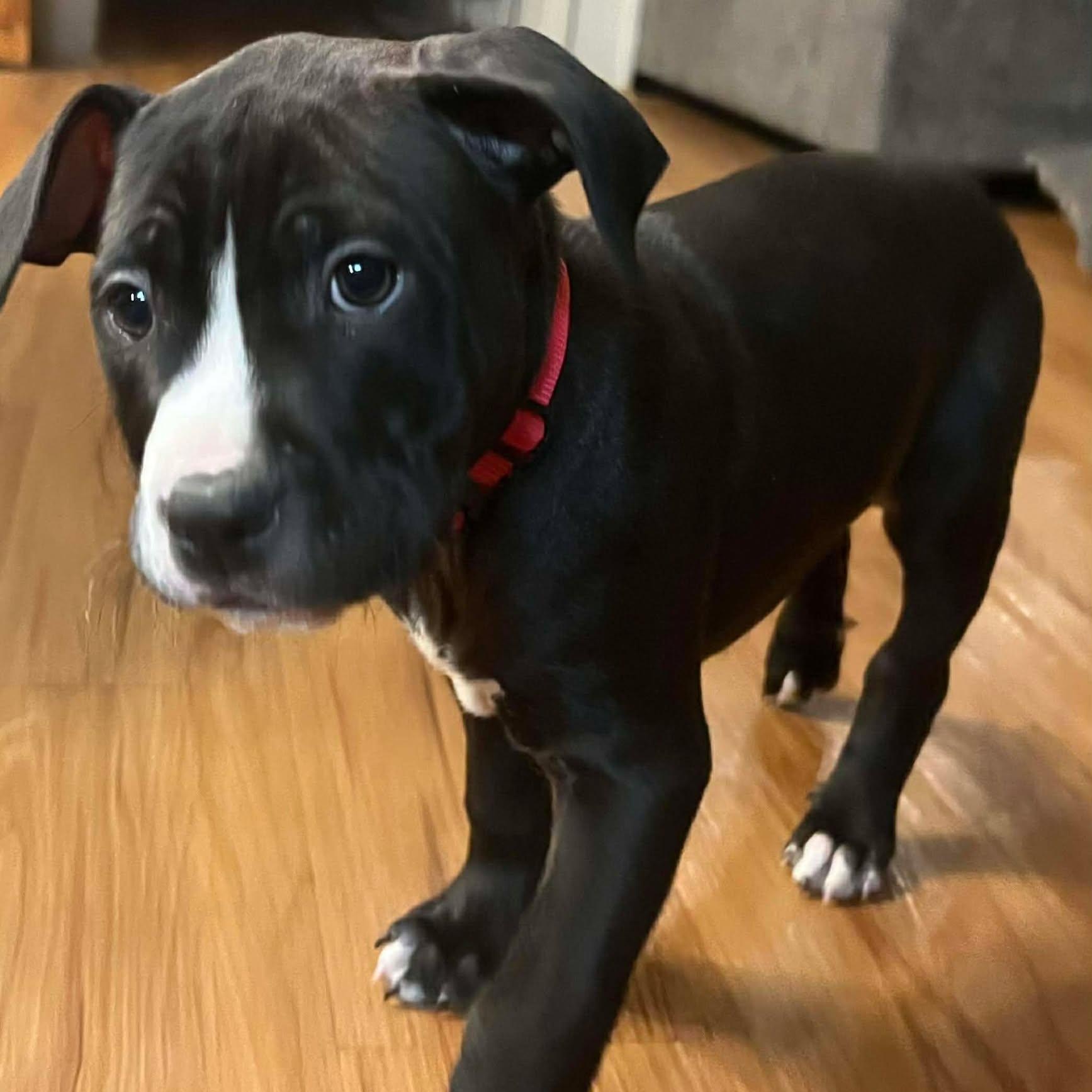 Champ, ADOPTABLE, Puppy Male American Staffordshire Terrier.