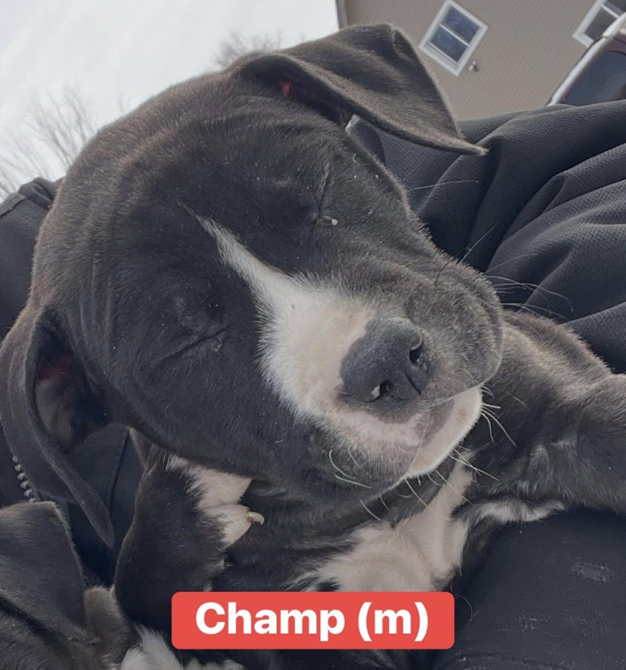 Enlarge Champ, a ADOPTABLE mixed breed in Pleasant Ridge, MI image 3/3