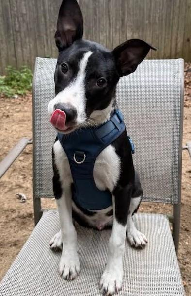 Moe, ADOPTABLE, Young Male Australian Cattle Dog / Blue Heeler.