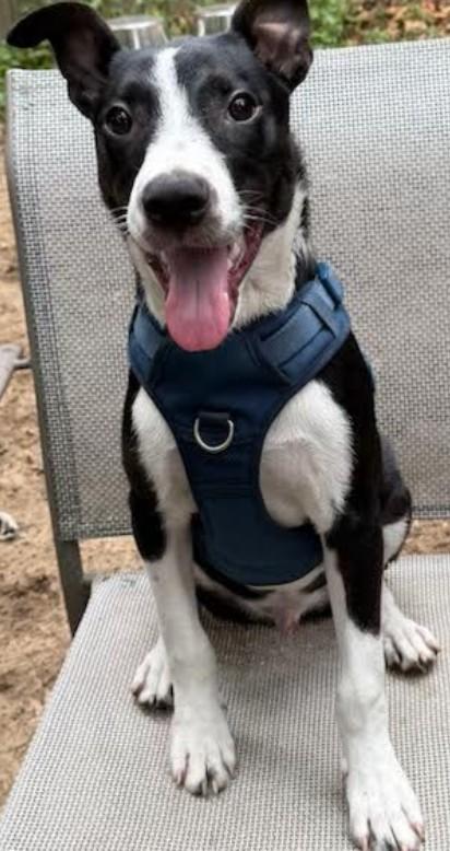 Enlarge Moe, a ADOPTABLE mixed breed in Farmingville, NY image 2/2