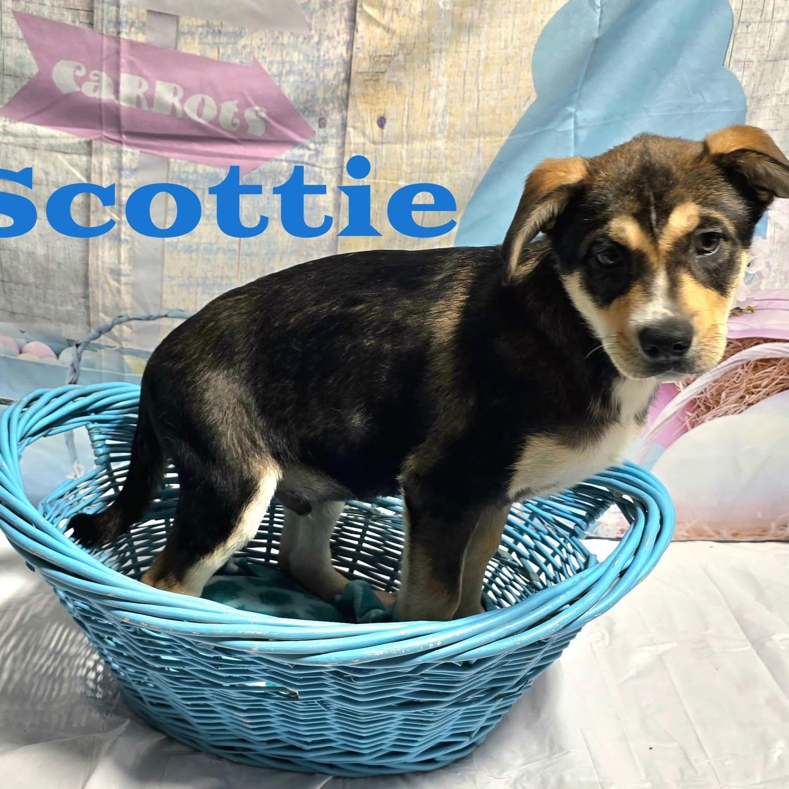 Scottie, ADOPTABLE, Puppy Male Mixed Breed.
