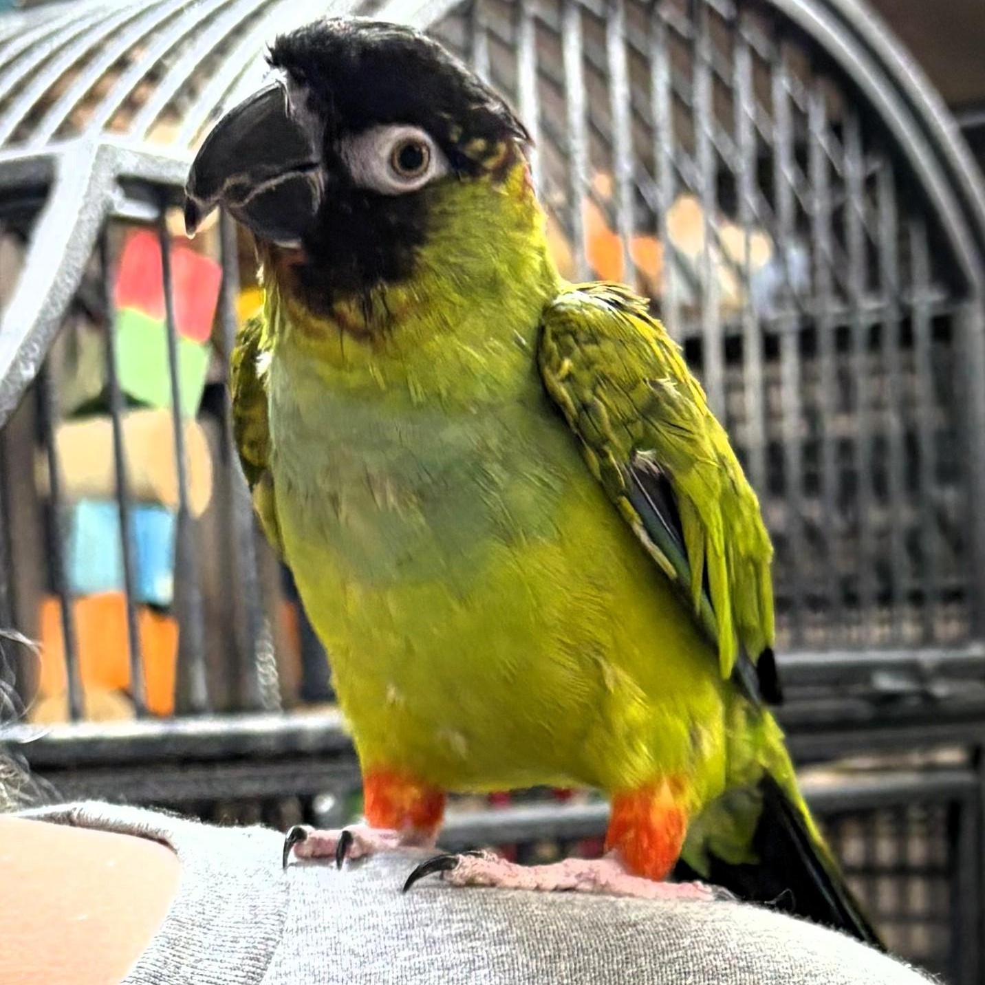 Enlarge Hei Hei, a Adoptable Conure in Lenexa, KS image 1/2