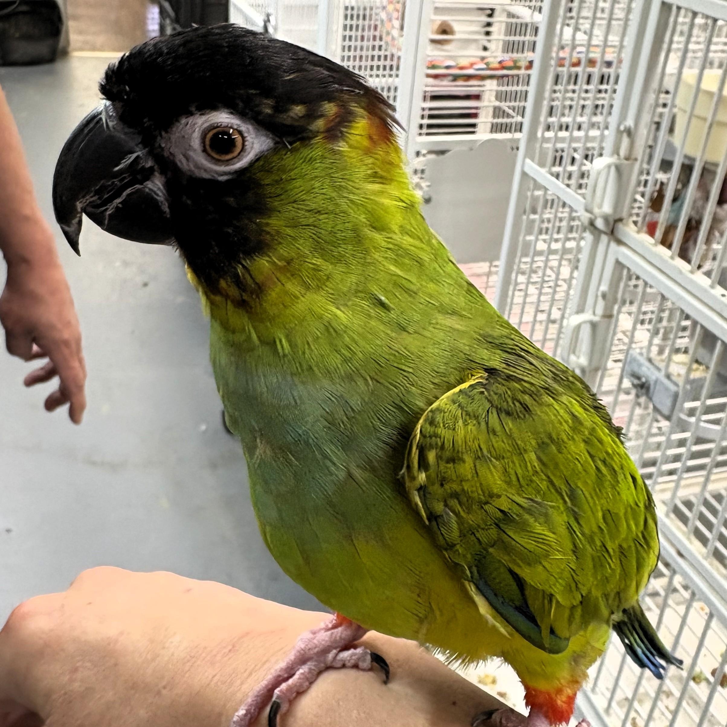 Enlarge Hei Hei, a Adoptable Conure in Lenexa, KS image 2/2