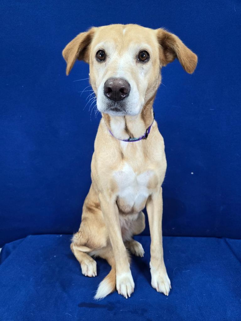 Nutmeg, Adoptable, Adult Female Labrador Retriever & Mixed Breed.