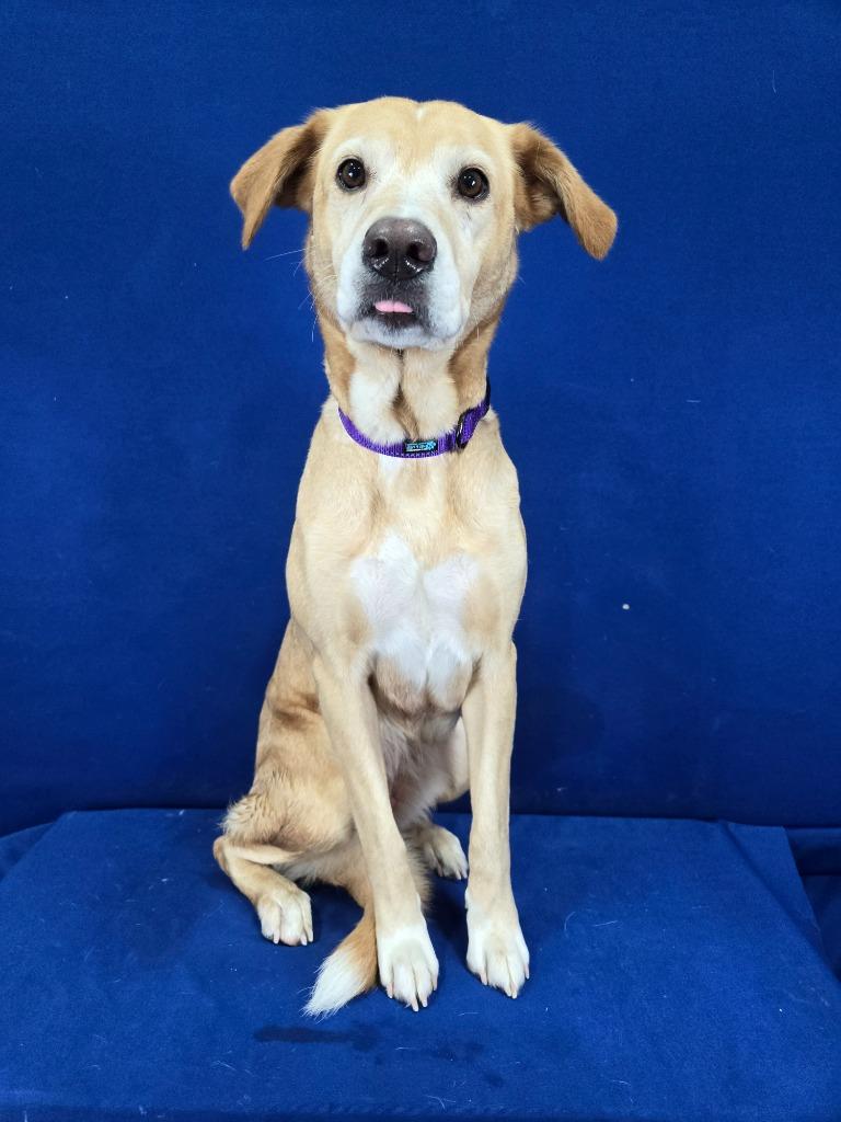 Enlarge Nutmeg, a Adoptable mixed breed in Ruston, LA image 2/6