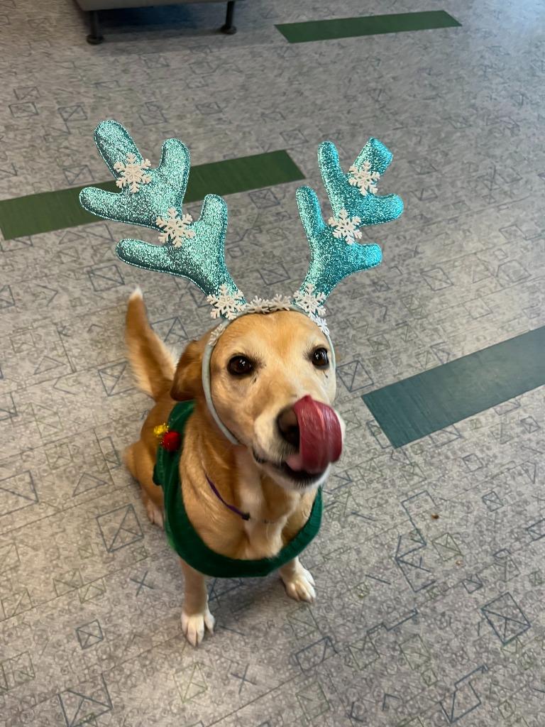 Enlarge Nutmeg, a Adoptable mixed breed in Ruston, LA image 3/6