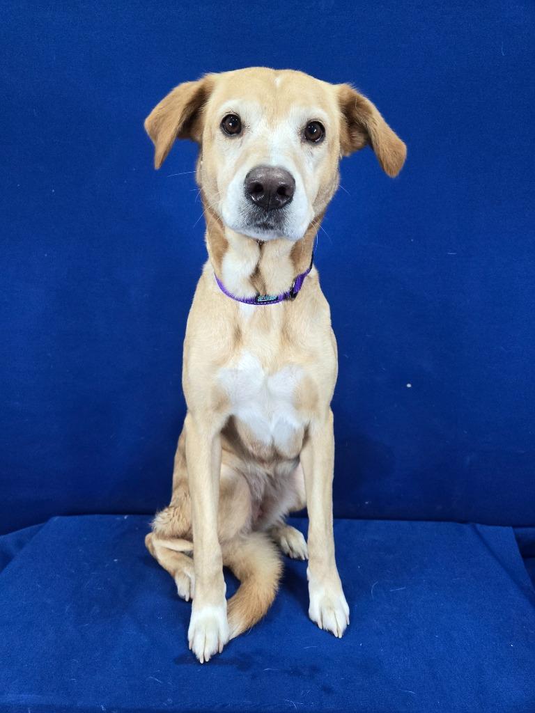 Enlarge Nutmeg, a Adoptable mixed breed in Ruston, LA image 4/6