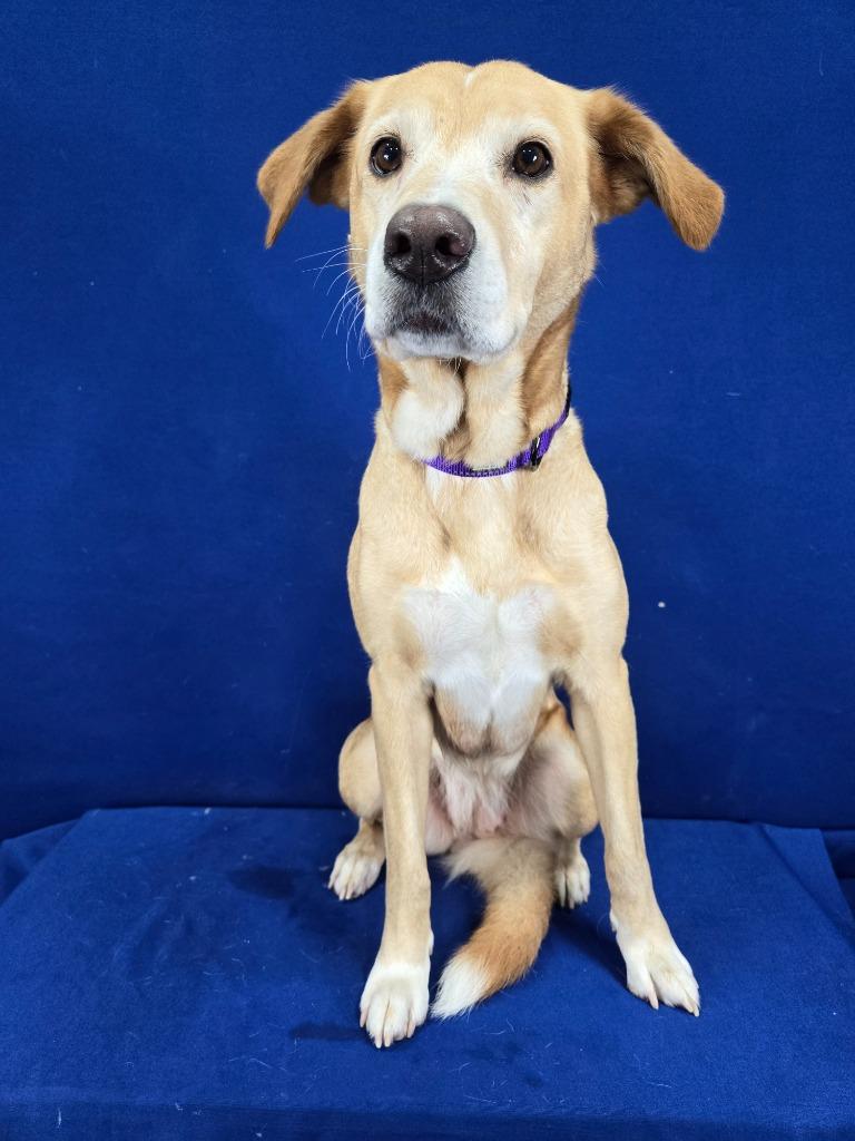 Enlarge Nutmeg, a Adoptable mixed breed in Ruston, LA image 5/6