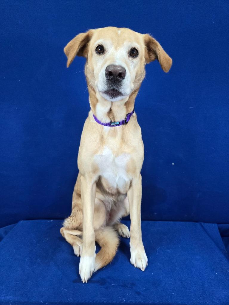 Enlarge Nutmeg, a Adoptable mixed breed in Ruston, LA image 6/6