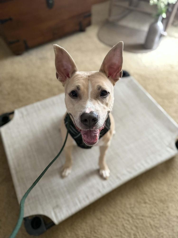 Enlarge Rocky, a Adoptable mixed breed in Amherst, NY image 2/6