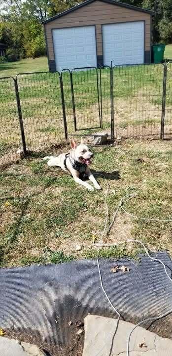 Enlarge Rocky, a Adoptable mixed breed in Amherst, NY image 3/6