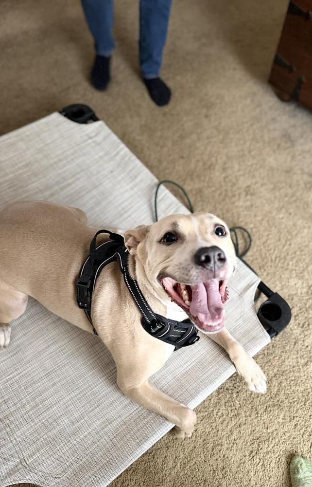 Enlarge Rocky, a Adoptable mixed breed in Amherst, NY image 4/6