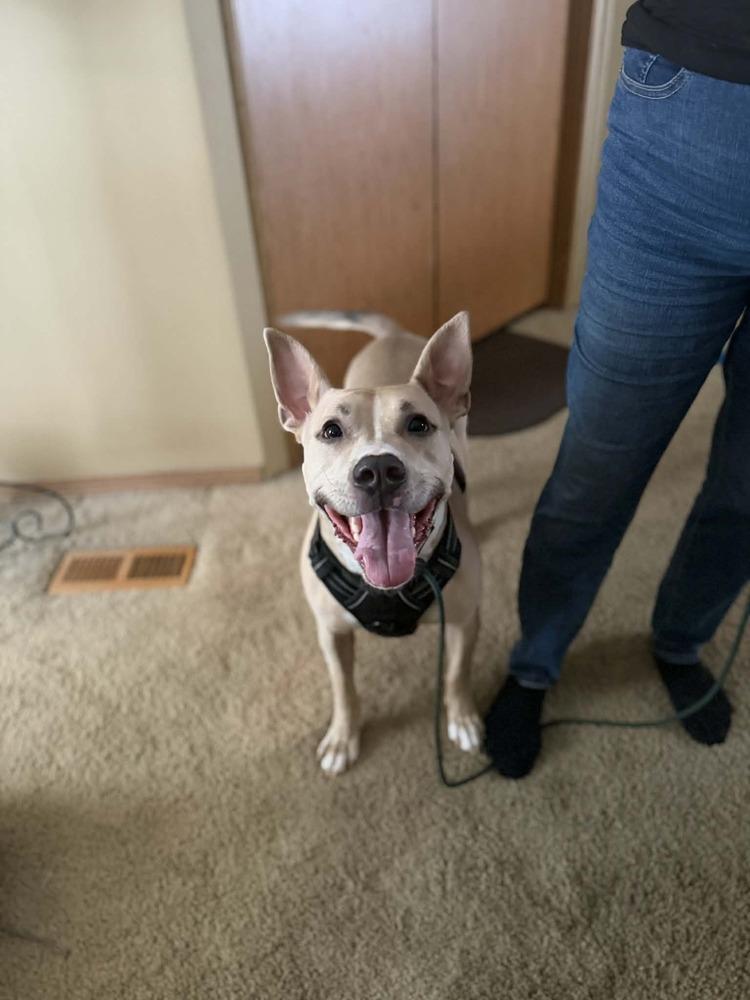 Enlarge Rocky, a Adoptable mixed breed in Amherst, NY image 5/6