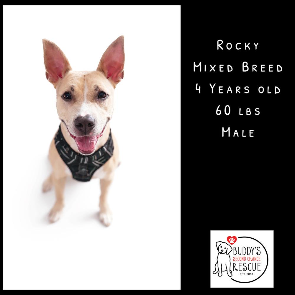 Enlarge Rocky, a Adoptable mixed breed in Amherst, NY image 6/6