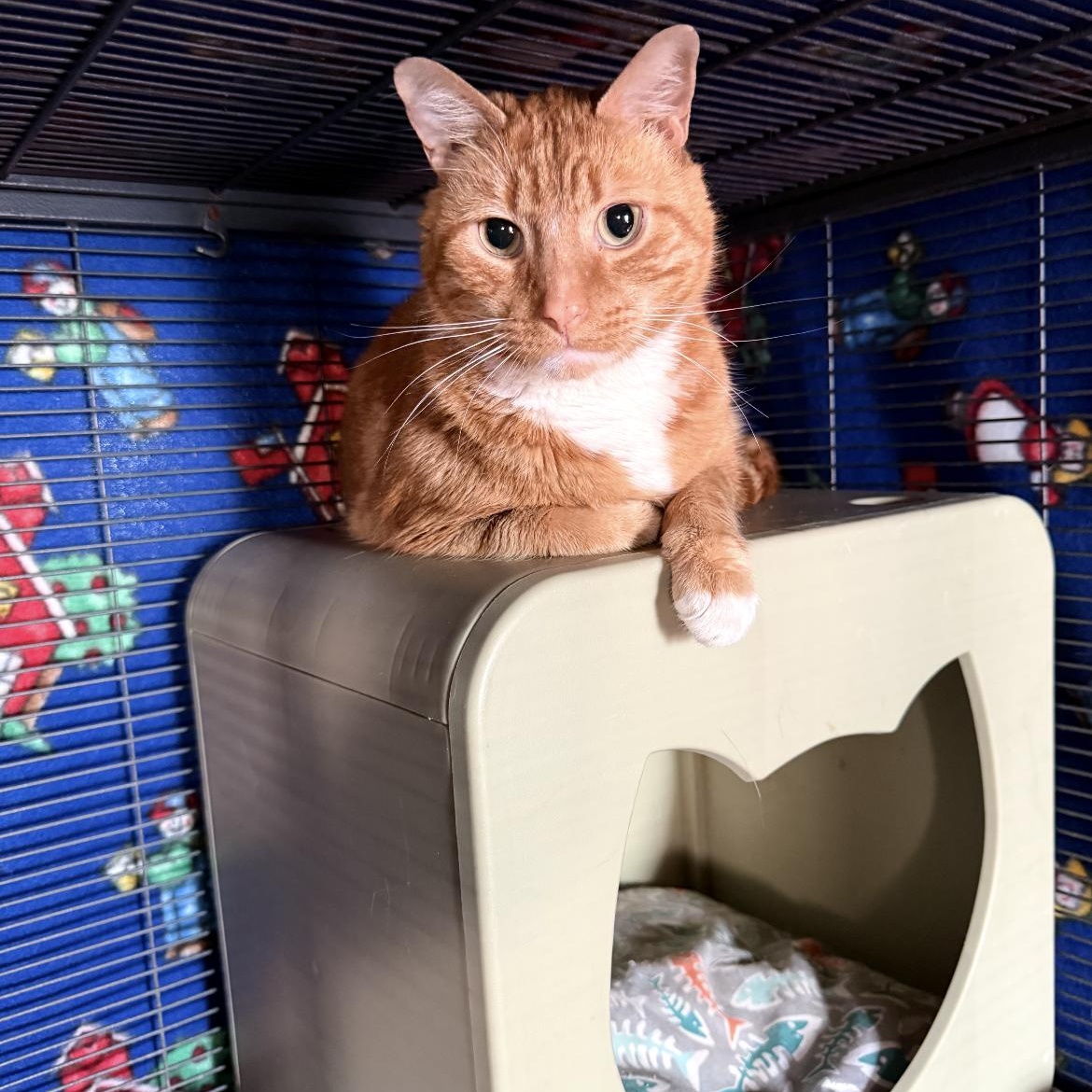Enlarge David, a ADOPTABLE Domestic Short Hair in Crofton, MD image 1/1