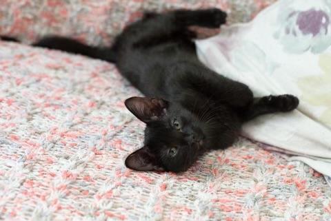 Enlarge Kyle, a Adopted Domestic Short Hair in Alvin, TX image 3/6