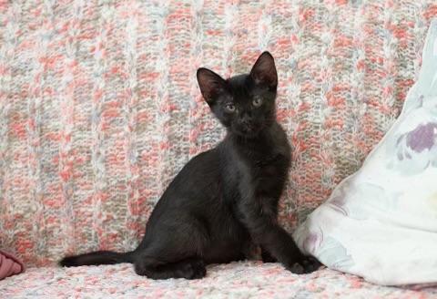 Enlarge Kyle, a Adopted Domestic Short Hair in Alvin, TX image 6/6