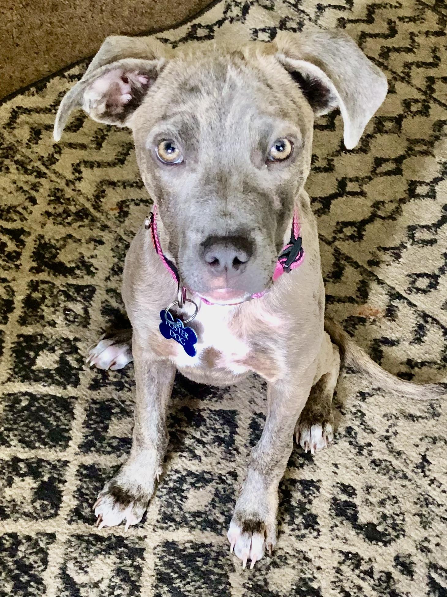 Enlarge PUPPY FAITH, a ADOPTABLE mixed breed in Thousand Oaks, CA image 2/6