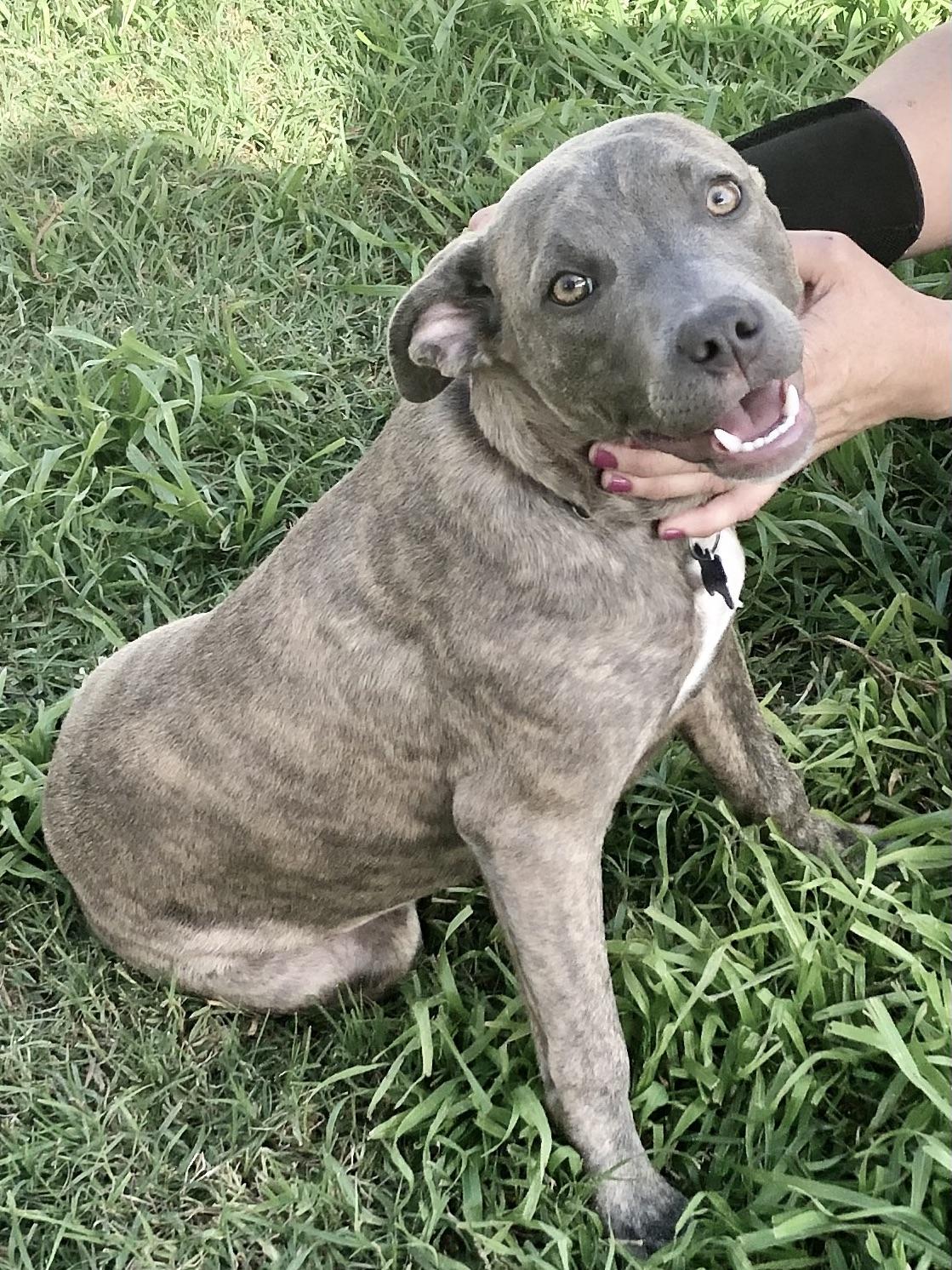 Enlarge PUPPY FAITH, a ADOPTABLE mixed breed in Thousand Oaks, CA image 6/6
