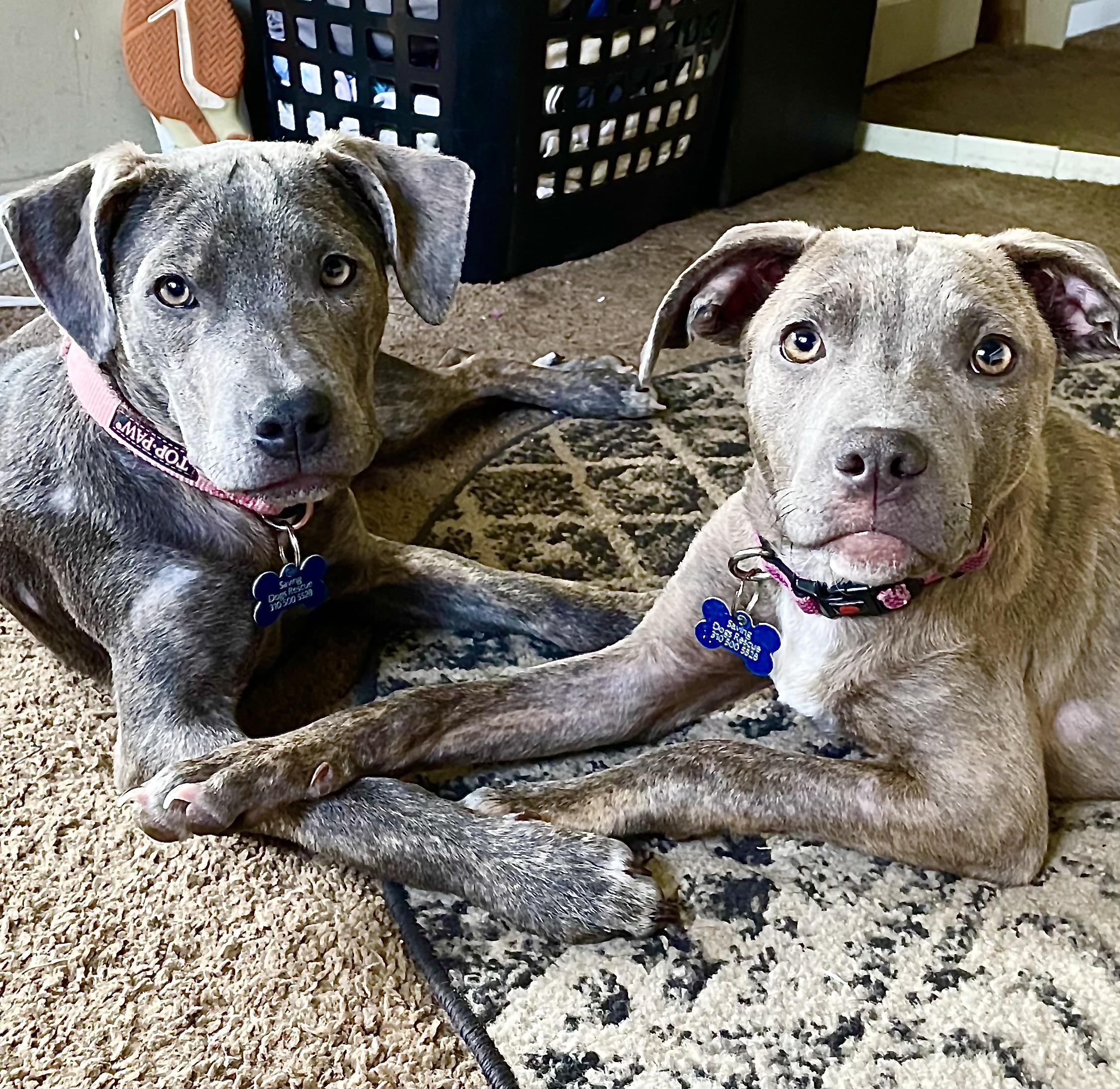 Enlarge PUPPY FAITH, a ADOPTABLE mixed breed in Thousand Oaks, CA image 6/6