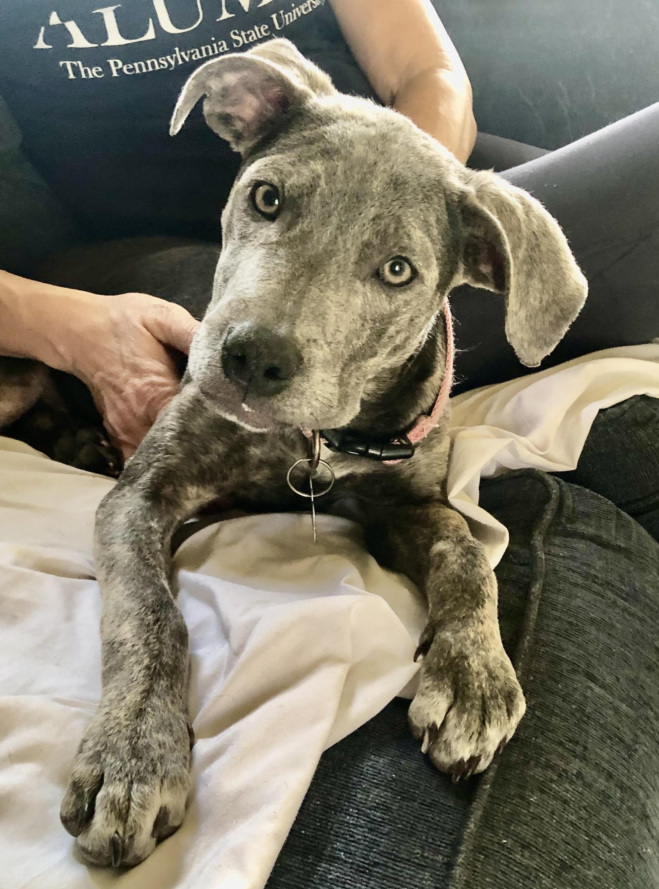 Enlarge PUPPY FAITH, a ADOPTABLE mixed breed in Thousand Oaks, CA image 6/6
