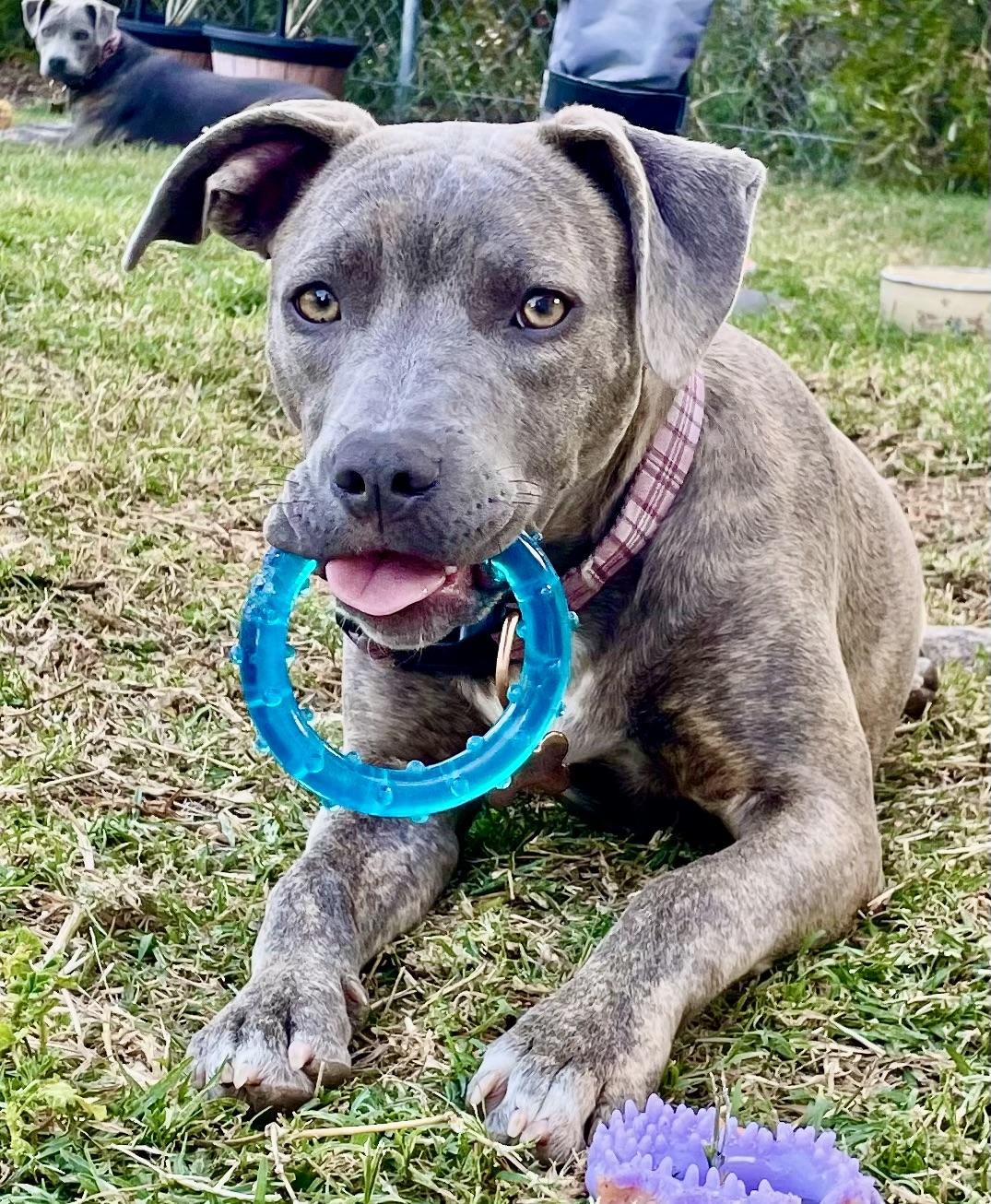 Enlarge PUPPY FAITH, a ADOPTABLE mixed breed in Thousand Oaks, CA image 6/6