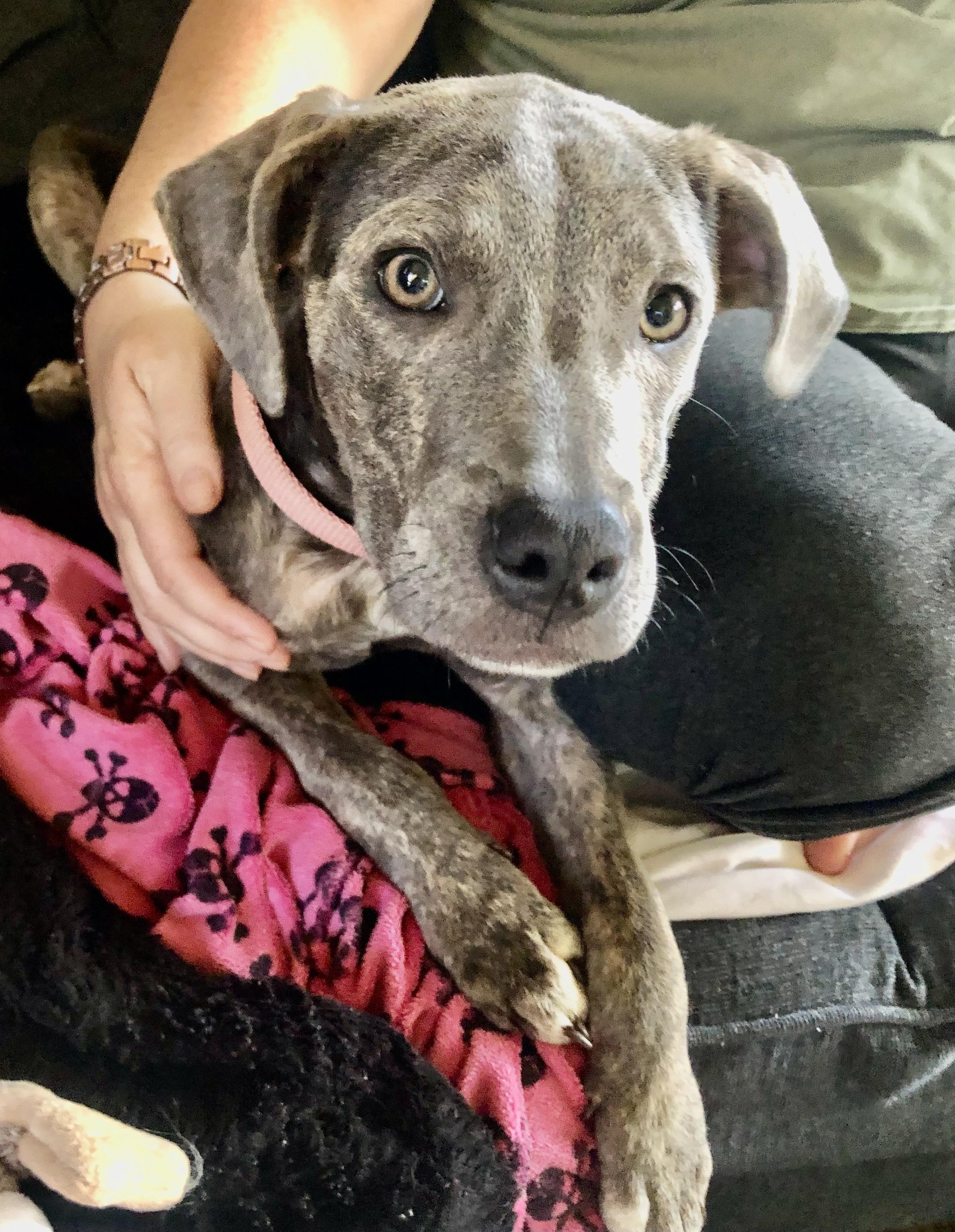 Enlarge PUPPY FAITH, a ADOPTABLE mixed breed in Thousand Oaks, CA image 5/6