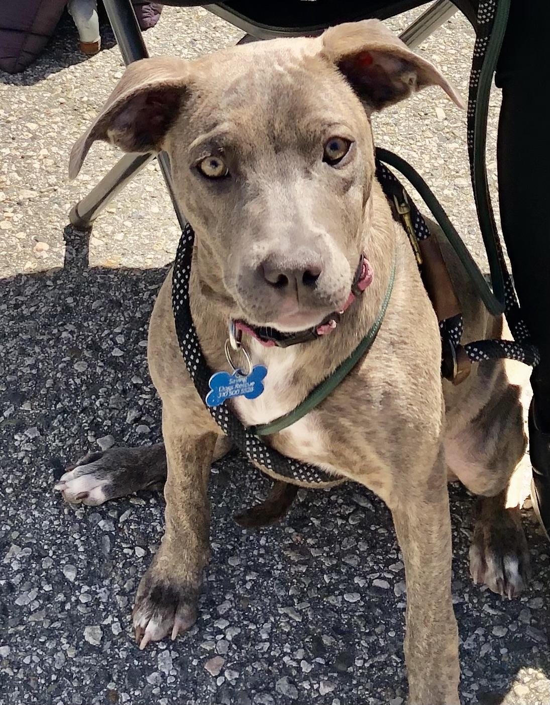 Enlarge PUPPY FAITH, a ADOPTABLE mixed breed in Thousand Oaks, CA image 5/6