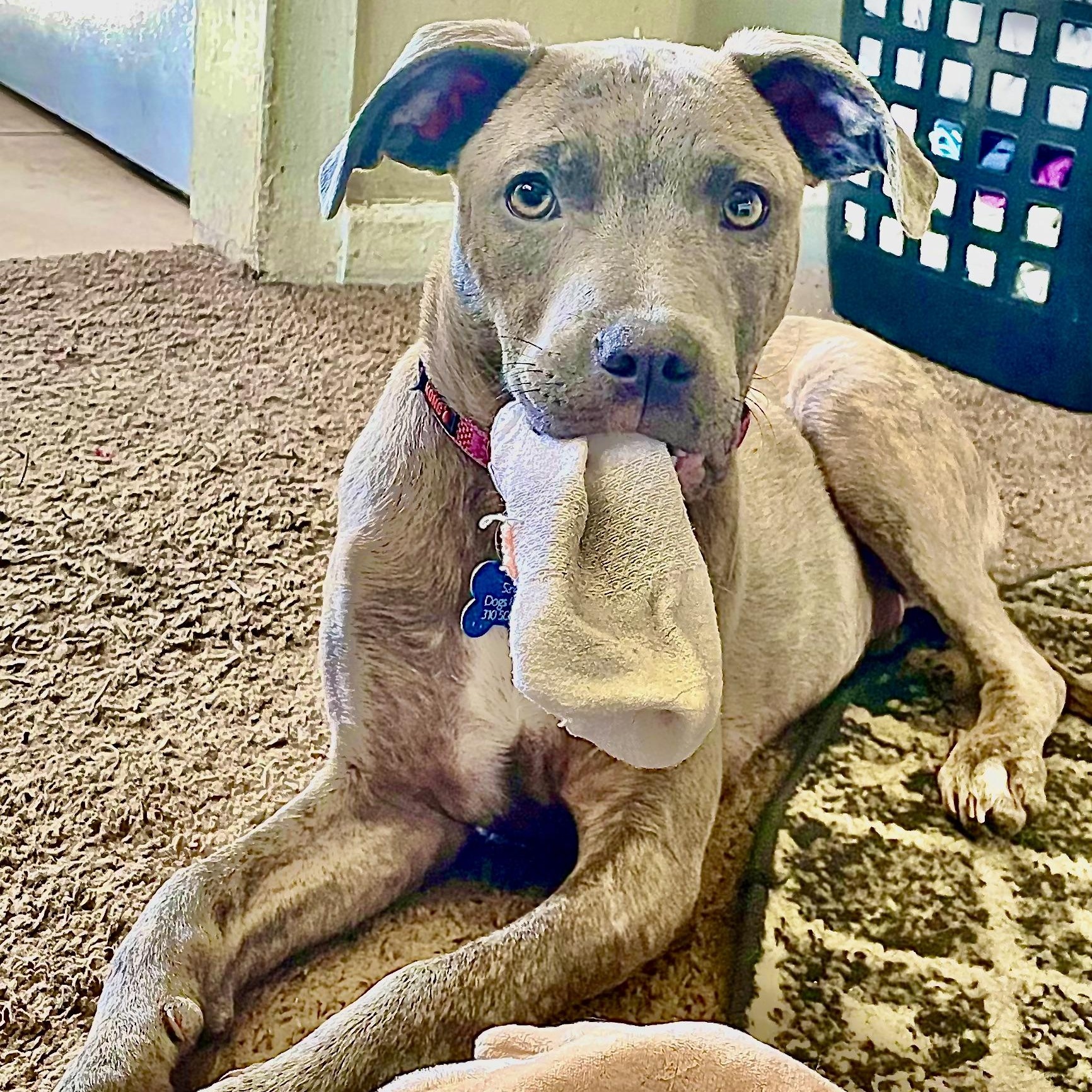 PUPPY FAITH, ADOPTABLE, Puppy Female Pit Bull Terrier.