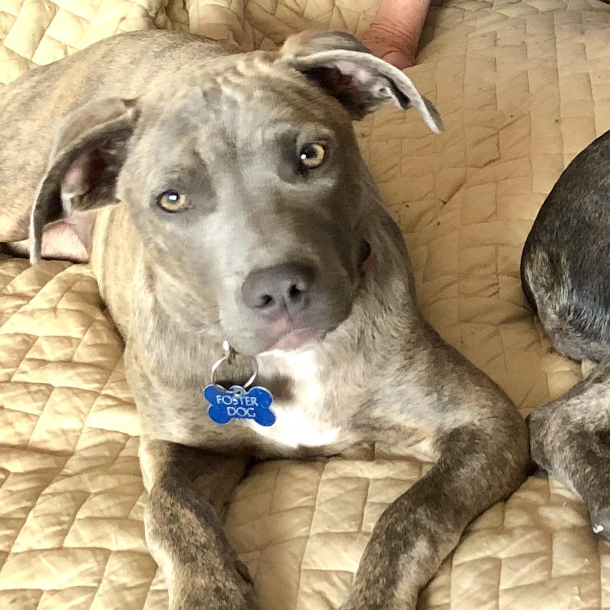 Enlarge PUPPY FAITH, a ADOPTABLE mixed breed in Thousand Oaks, CA image 2/6