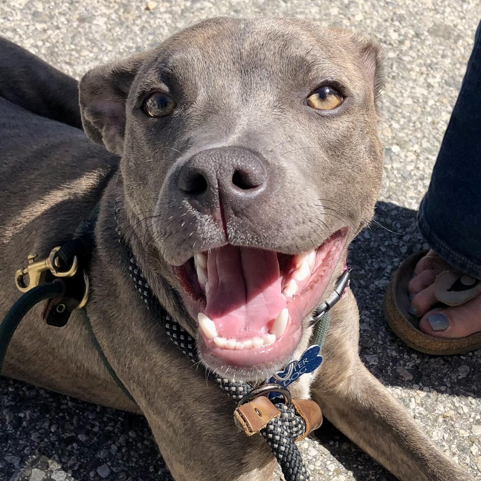 Enlarge PUPPY FAITH, a ADOPTABLE mixed breed in Thousand Oaks, CA image 1/6