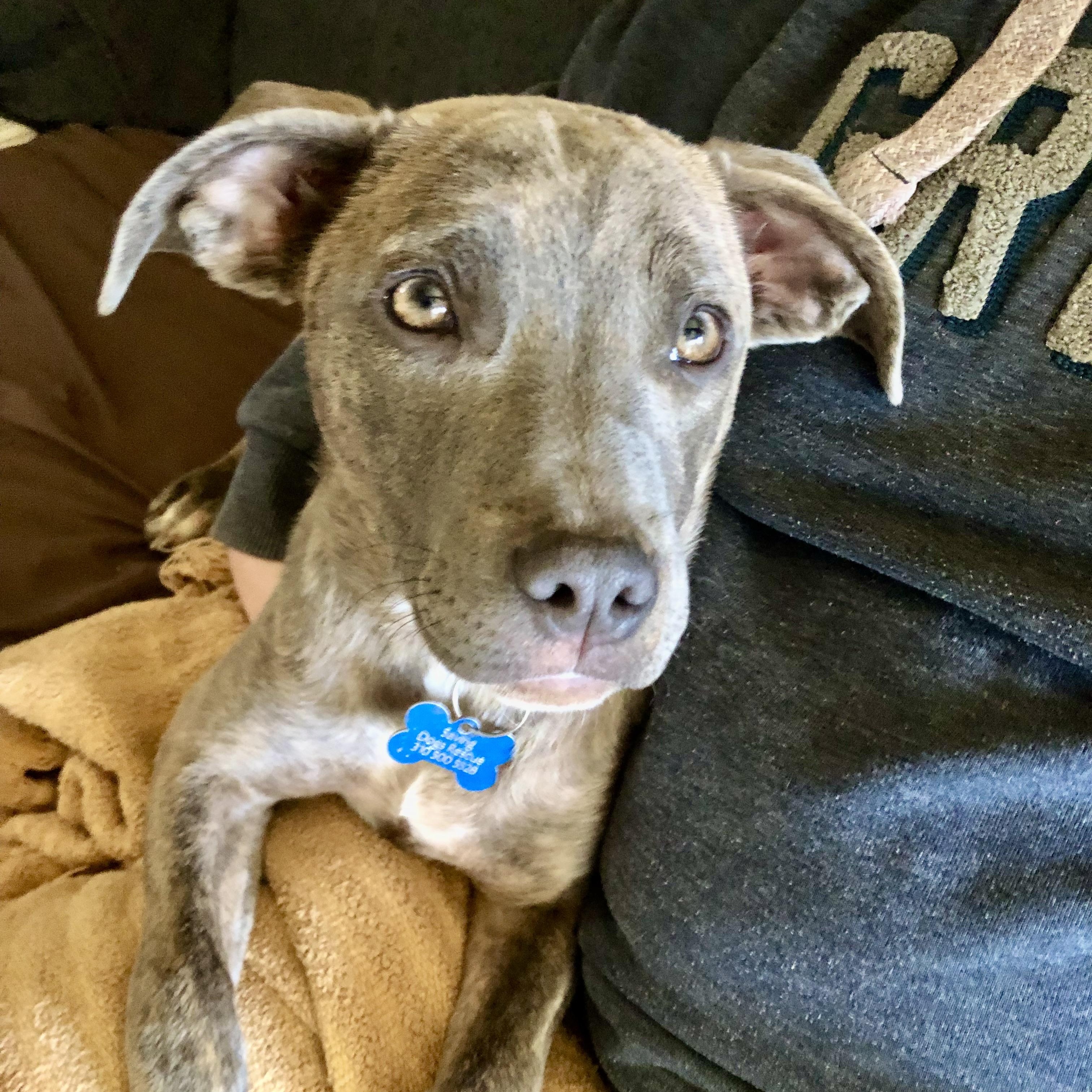 Enlarge PUPPY FAITH, a ADOPTABLE mixed breed in Thousand Oaks, CA image 1/6