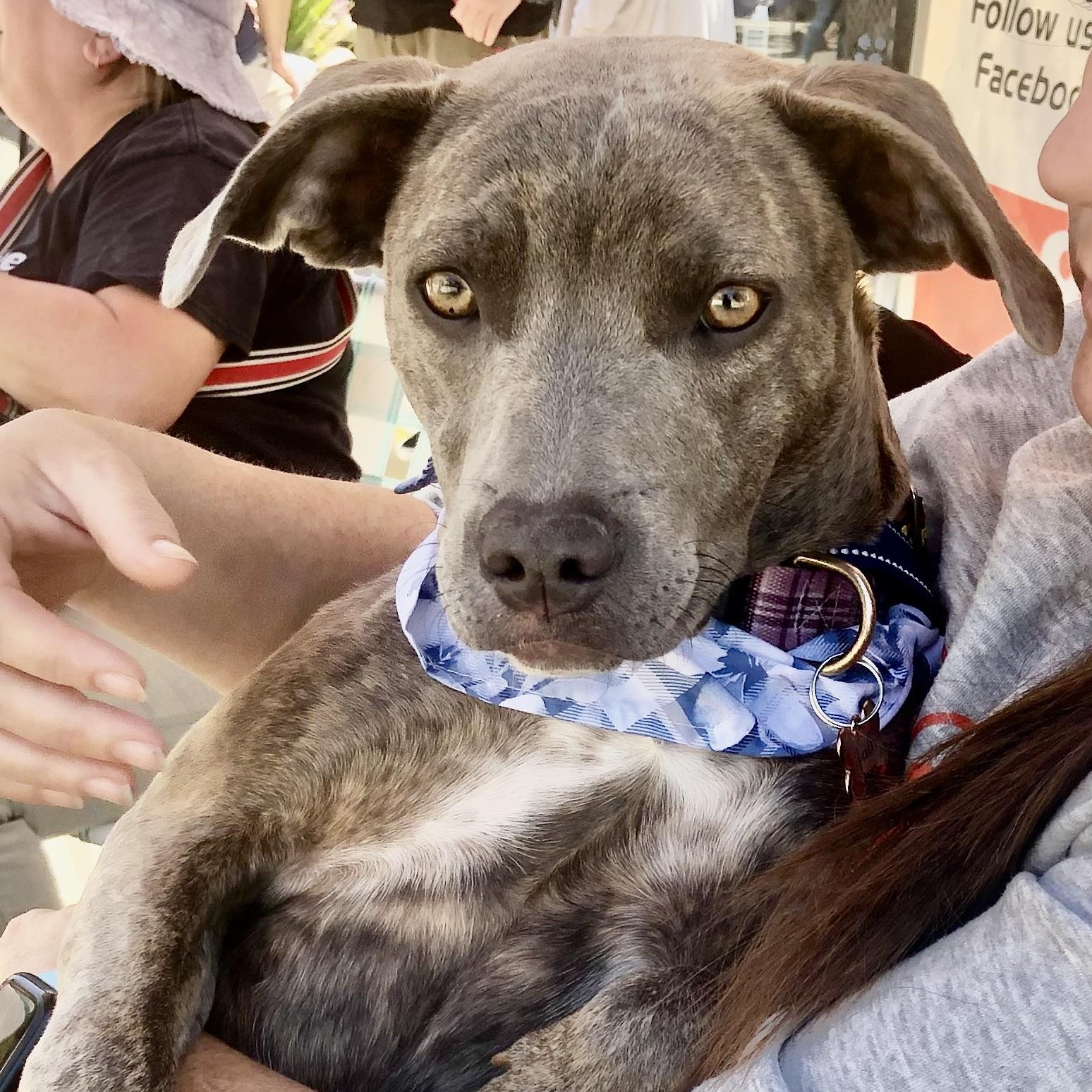 Enlarge PUPPY FAITH, a ADOPTABLE mixed breed in Thousand Oaks, CA image 1/6