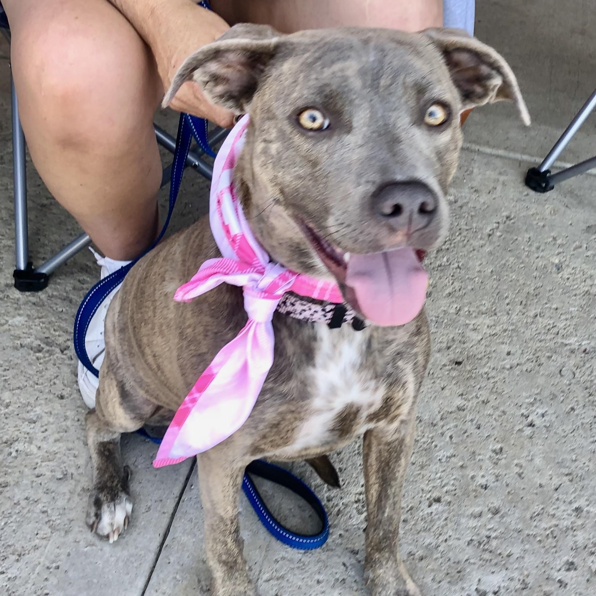 PUPPY FAITH, ADOPTABLE, Puppy Female Pit Bull Terrier.