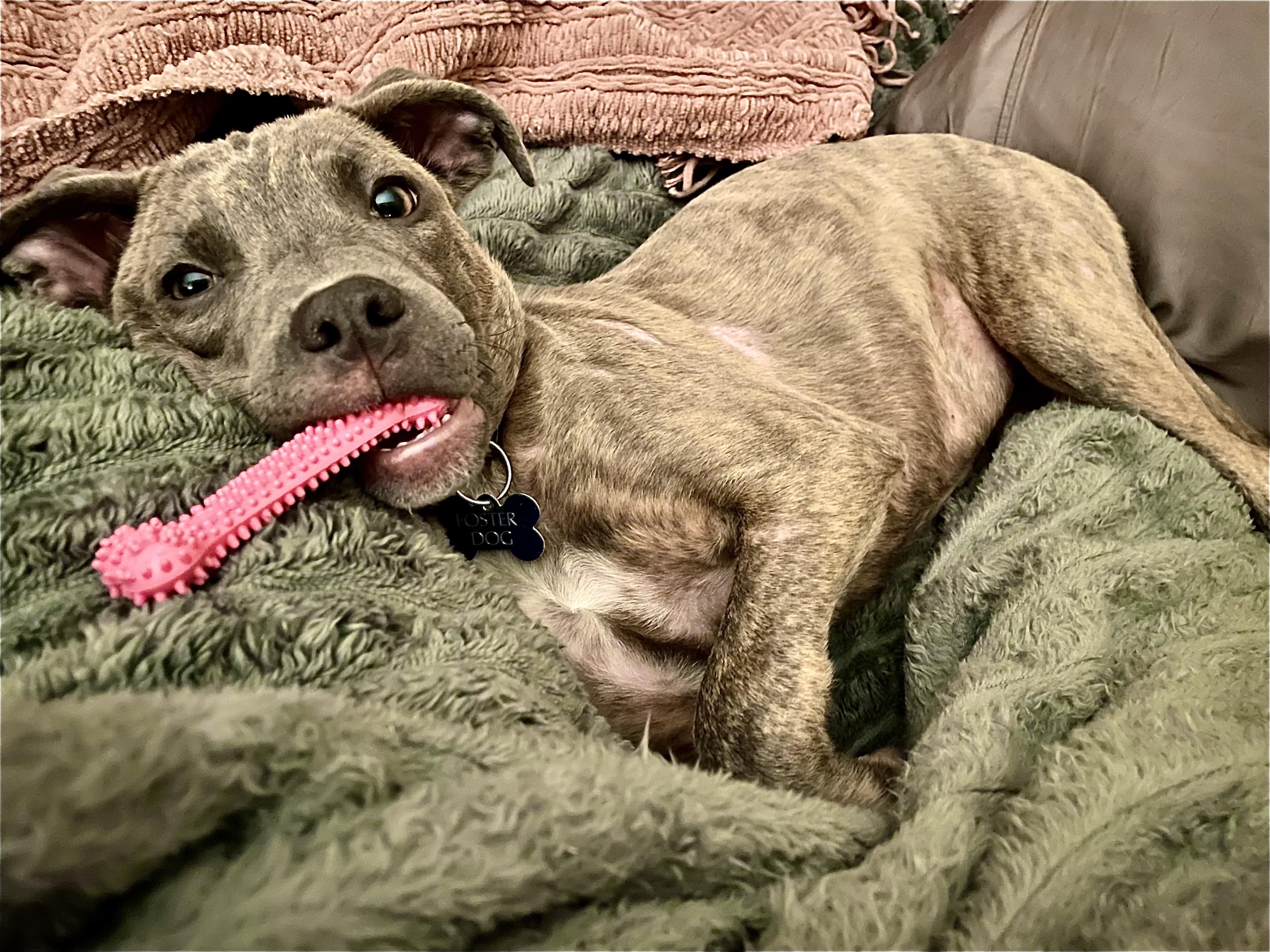 Enlarge PUPPY FAITH, a ADOPTABLE mixed breed in Thousand Oaks, CA image 4/6