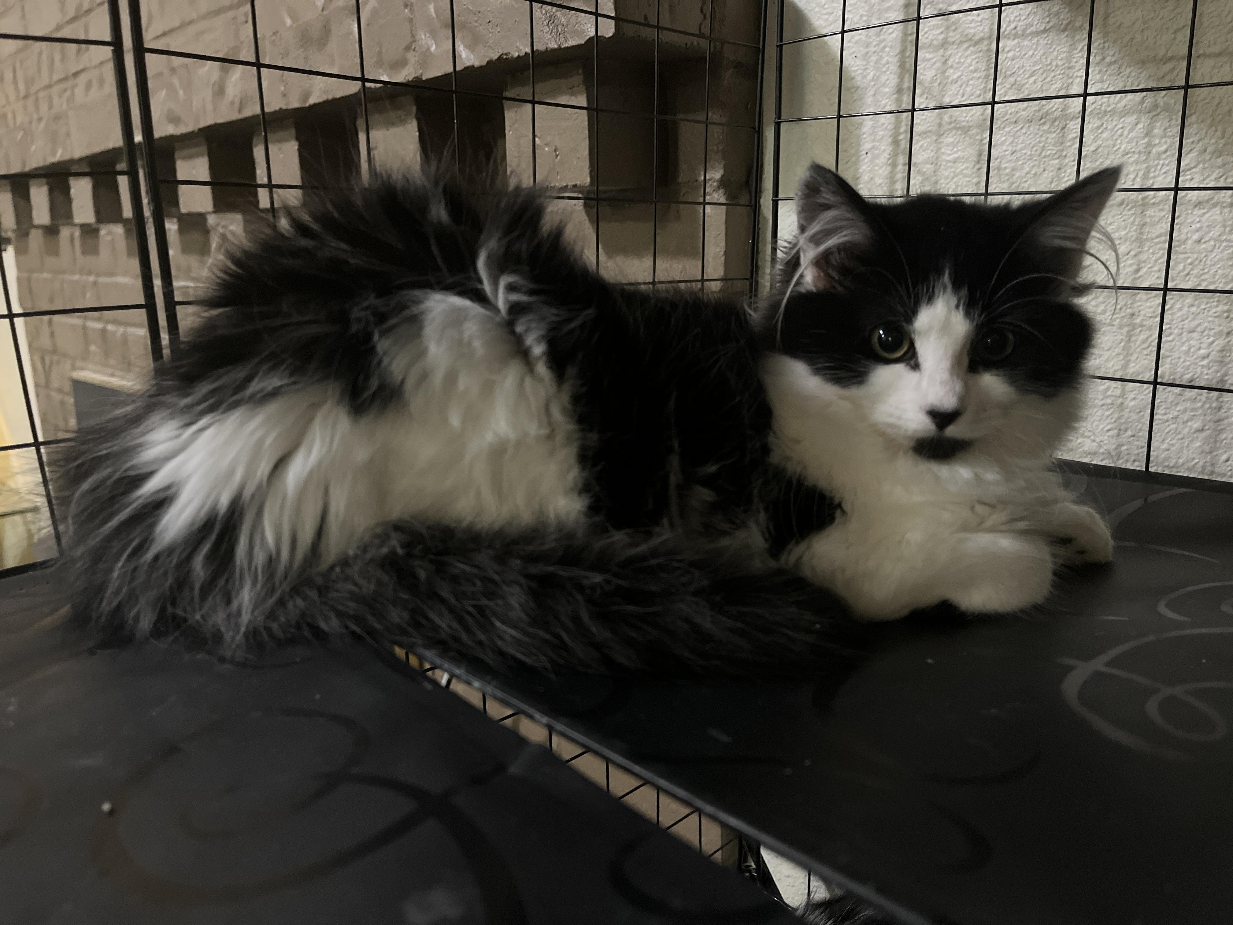 Tiny, an adoptable Domestic Medium Hair in Gresham, OR, 97030 | Photo Image 3