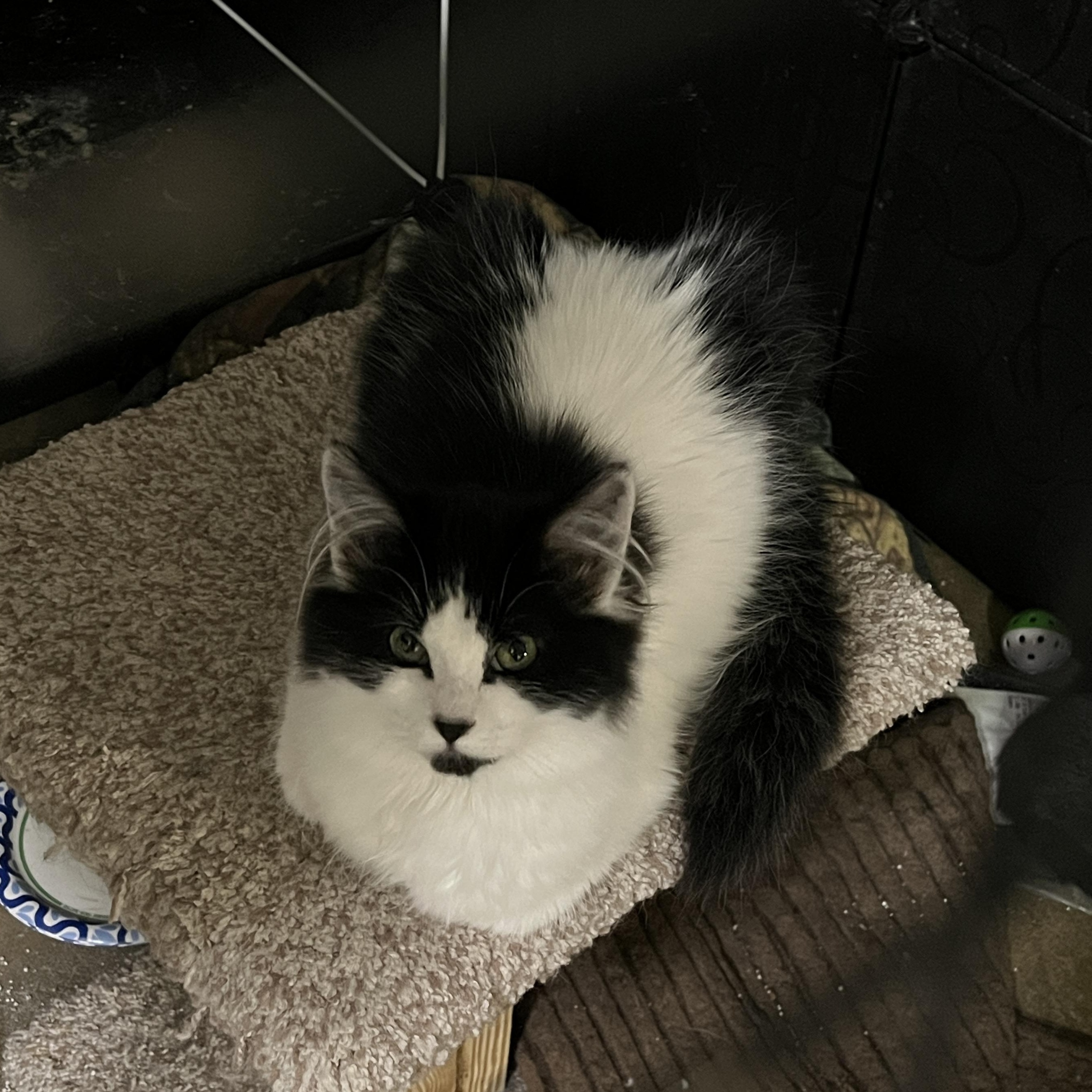 Tiny, Adoptable, Young Female Domestic Medium Hair.