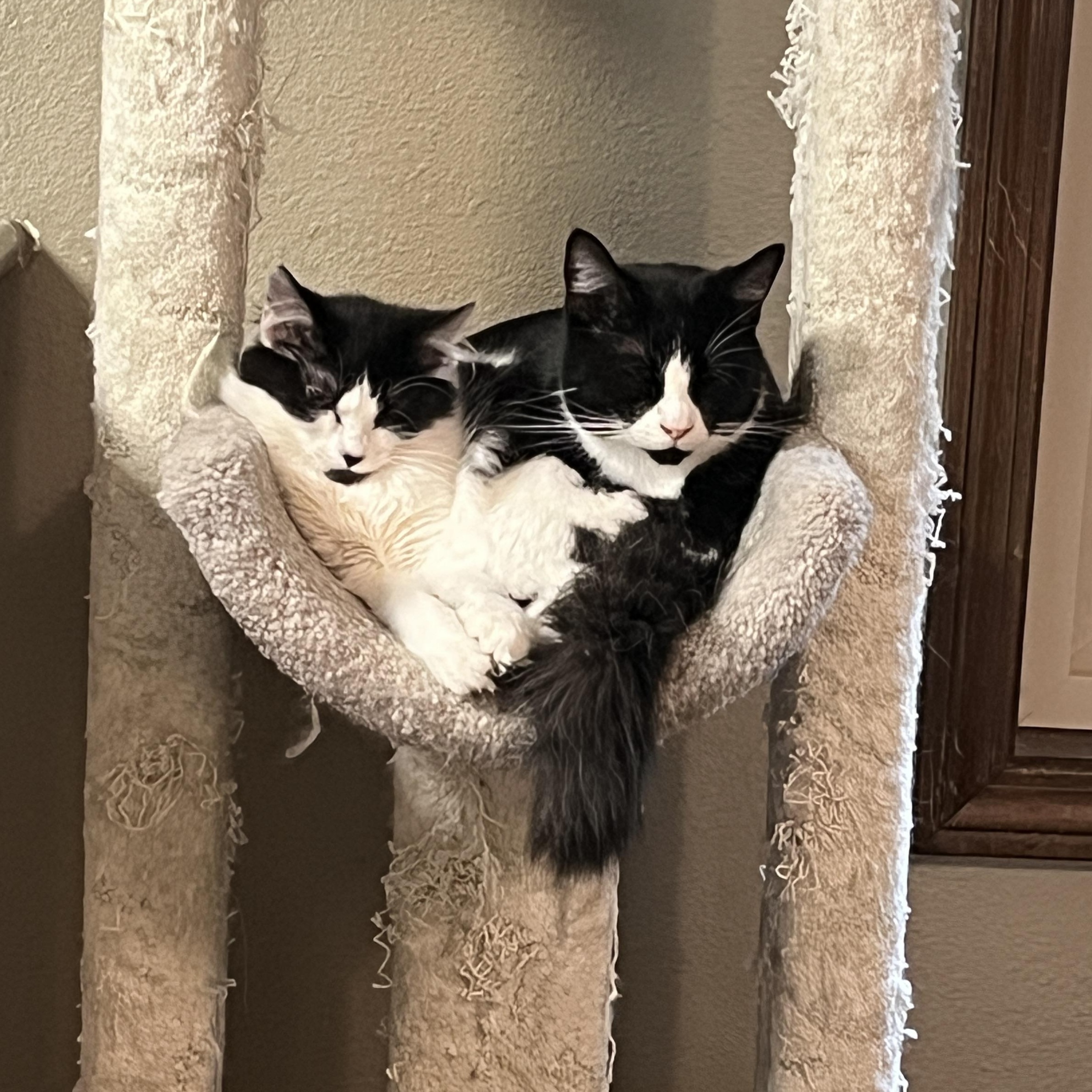 Tiny, a Adoptable Domestic Medium Hair in Gresham, OR image 3/4