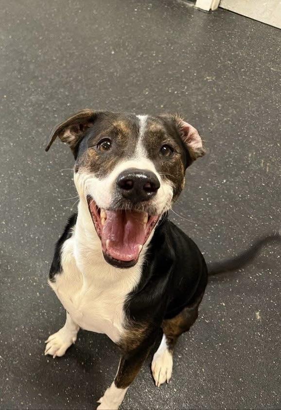 Enlarge Lewie (FULLY SPONSORED W/ APPROVED APP), an adoptable mixed breed in Mount Juliet, TN image 2/5