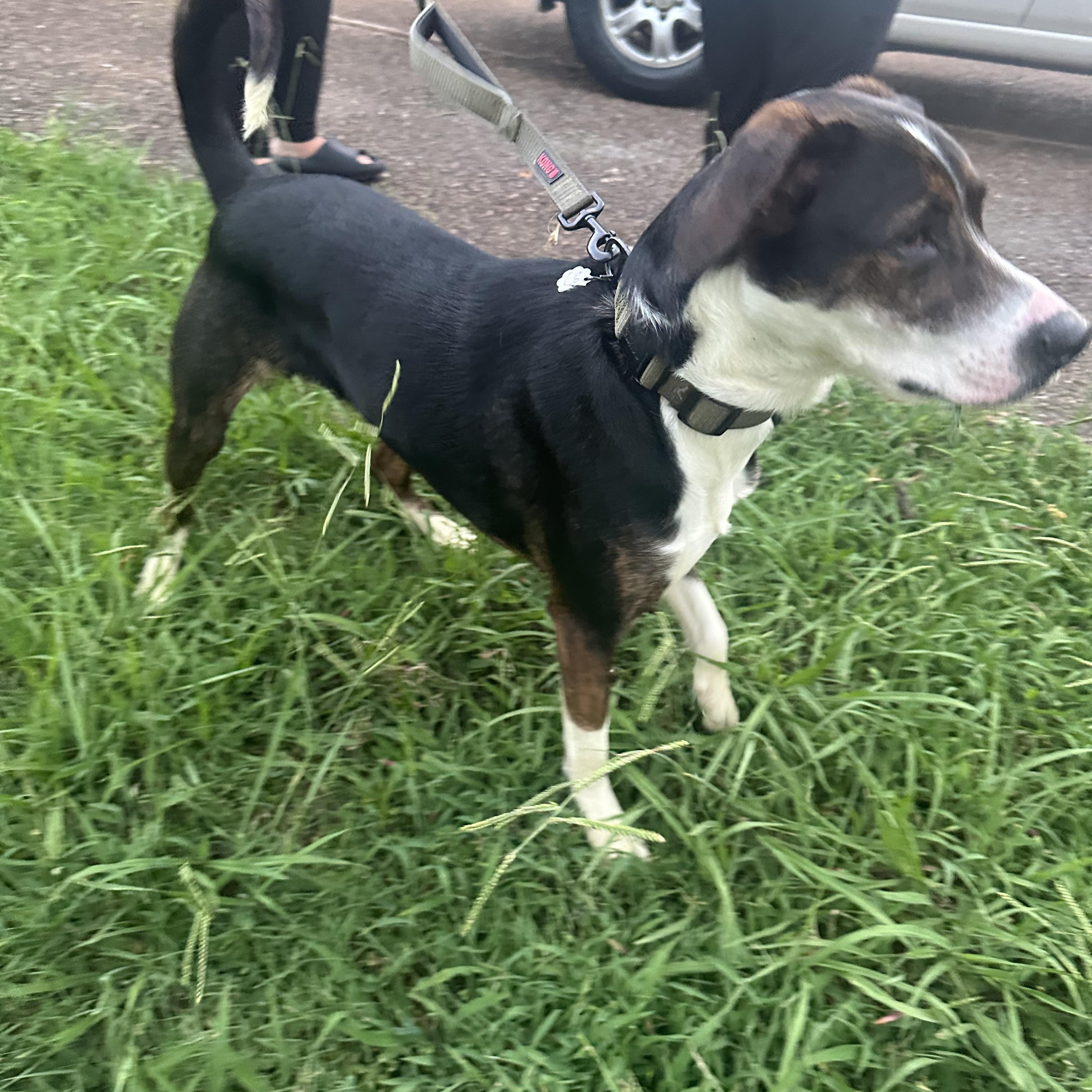 Enlarge Lewie (FULLY SPONSORED W/ APPROVED APP), an adoptable mixed breed in Mount Juliet, TN image 3/5