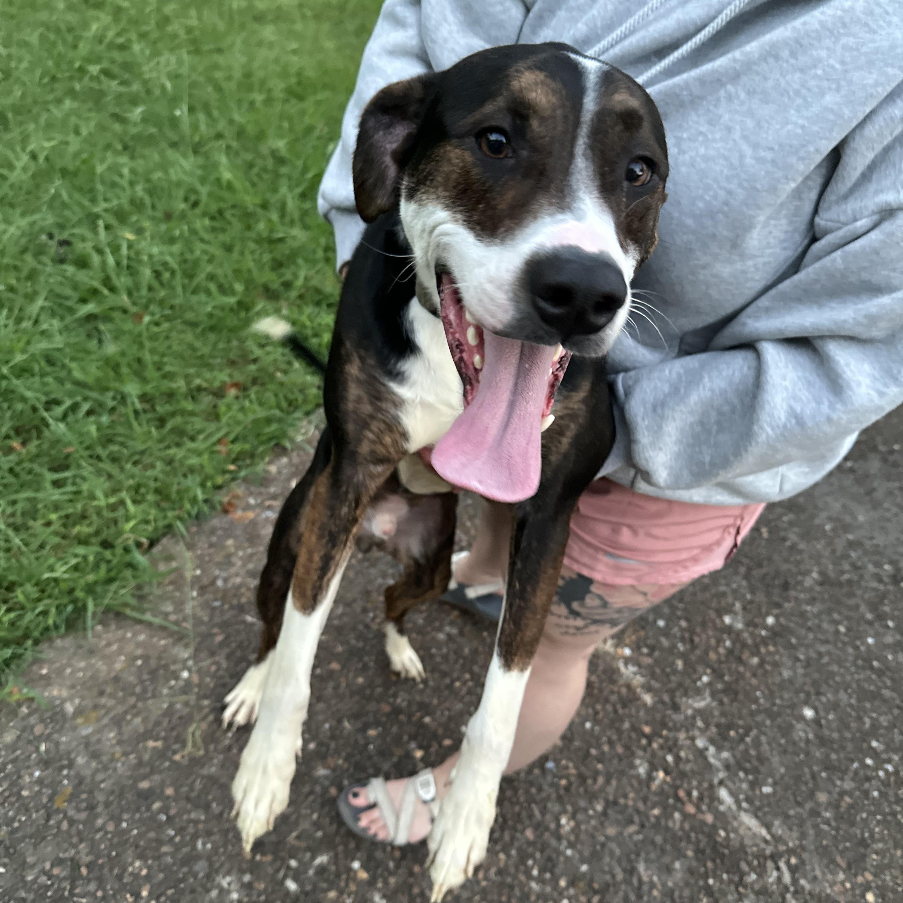 Enlarge Lewie (FULLY SPONSORED W/ APPROVED APP), an adoptable mixed breed in Mount Juliet, TN image 4/5