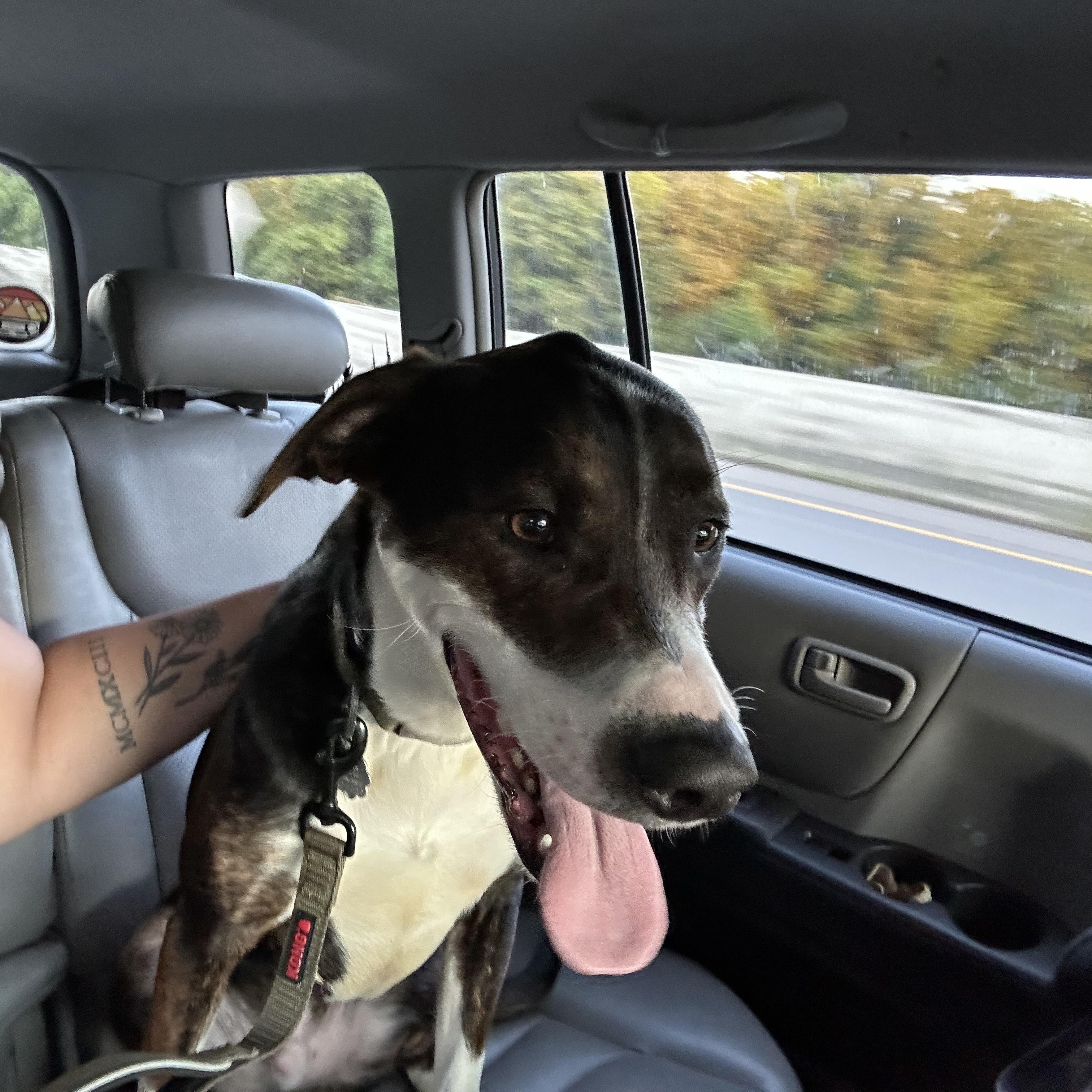 Enlarge Lewie (FULLY SPONSORED W/ APPROVED APP), an adoptable mixed breed in Mount Juliet, TN image 5/5
