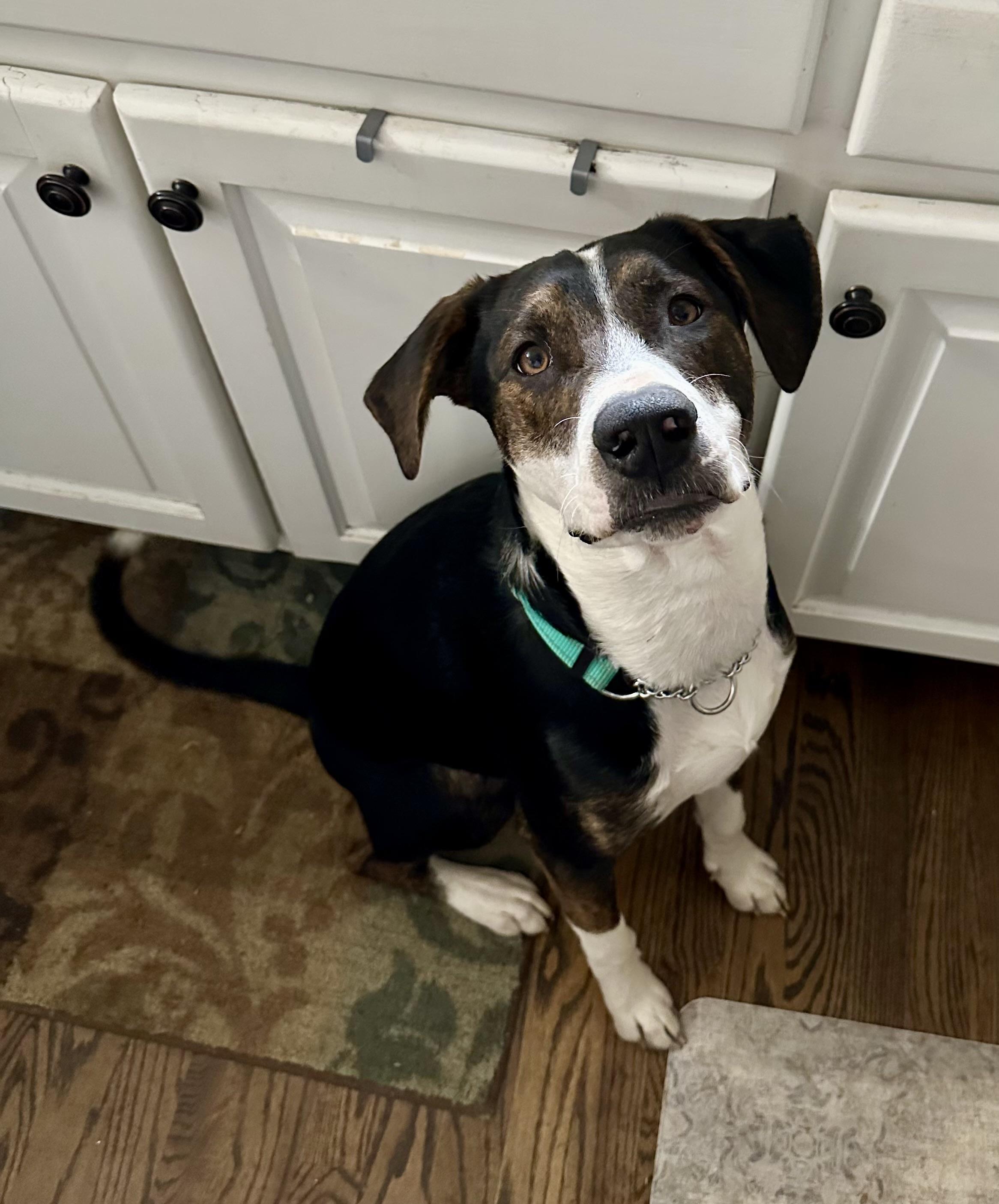 Lewie (FULLY SPONSORED W/ APPROVED APP), adoptable, Adult Male Pit Bull Terrier & Mountain Cur.