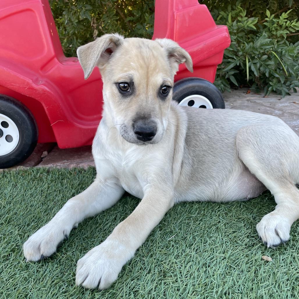 Chip, Adoptable, Puppy Male Black Labrador Retriever & Mixed Breed.